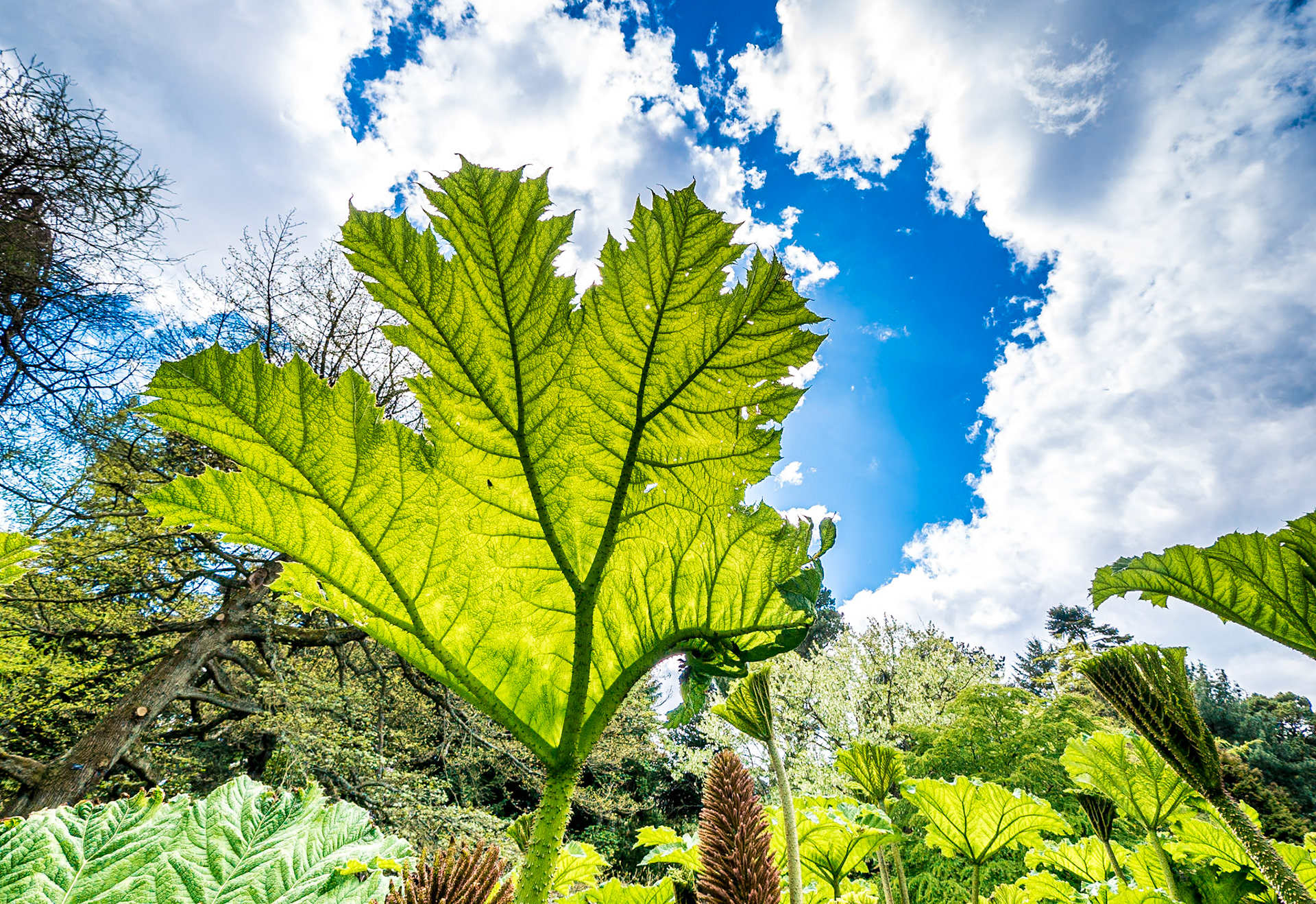 Botanic Gardens, Dublin, 13 May 2018