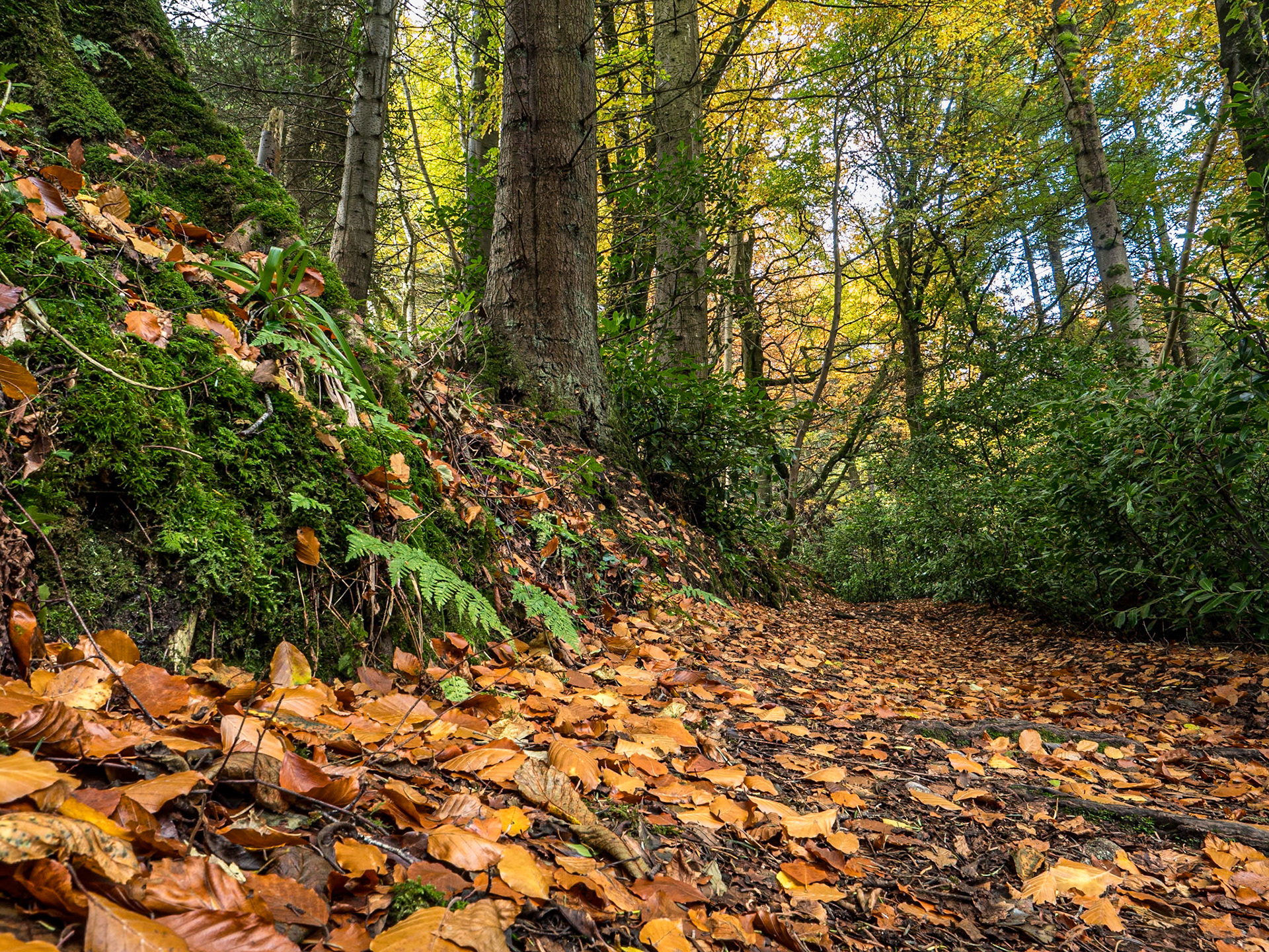 Cruagh Wood, Co Dublin, 6 Nov 2023