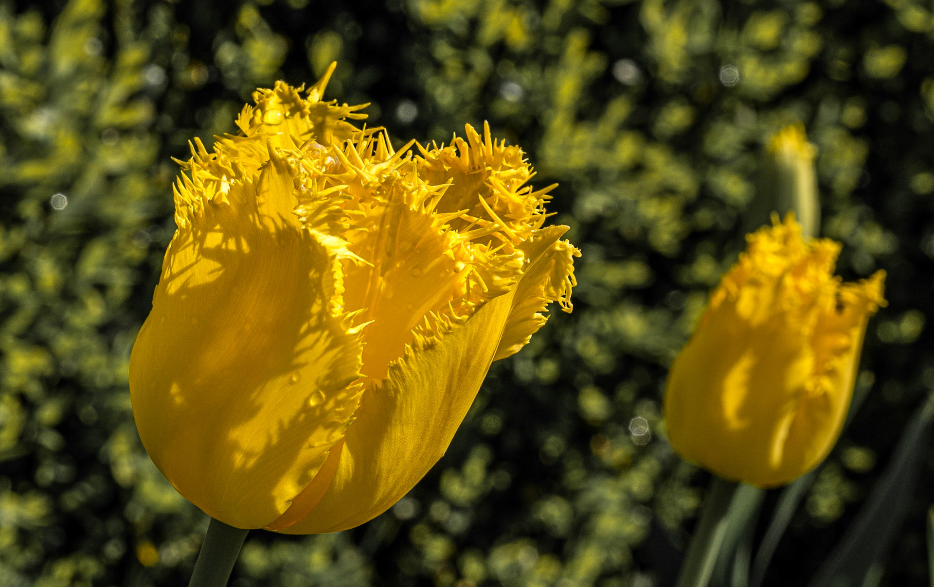 Gardens of the Royal Hospital Kilmainham, 3 May 2015