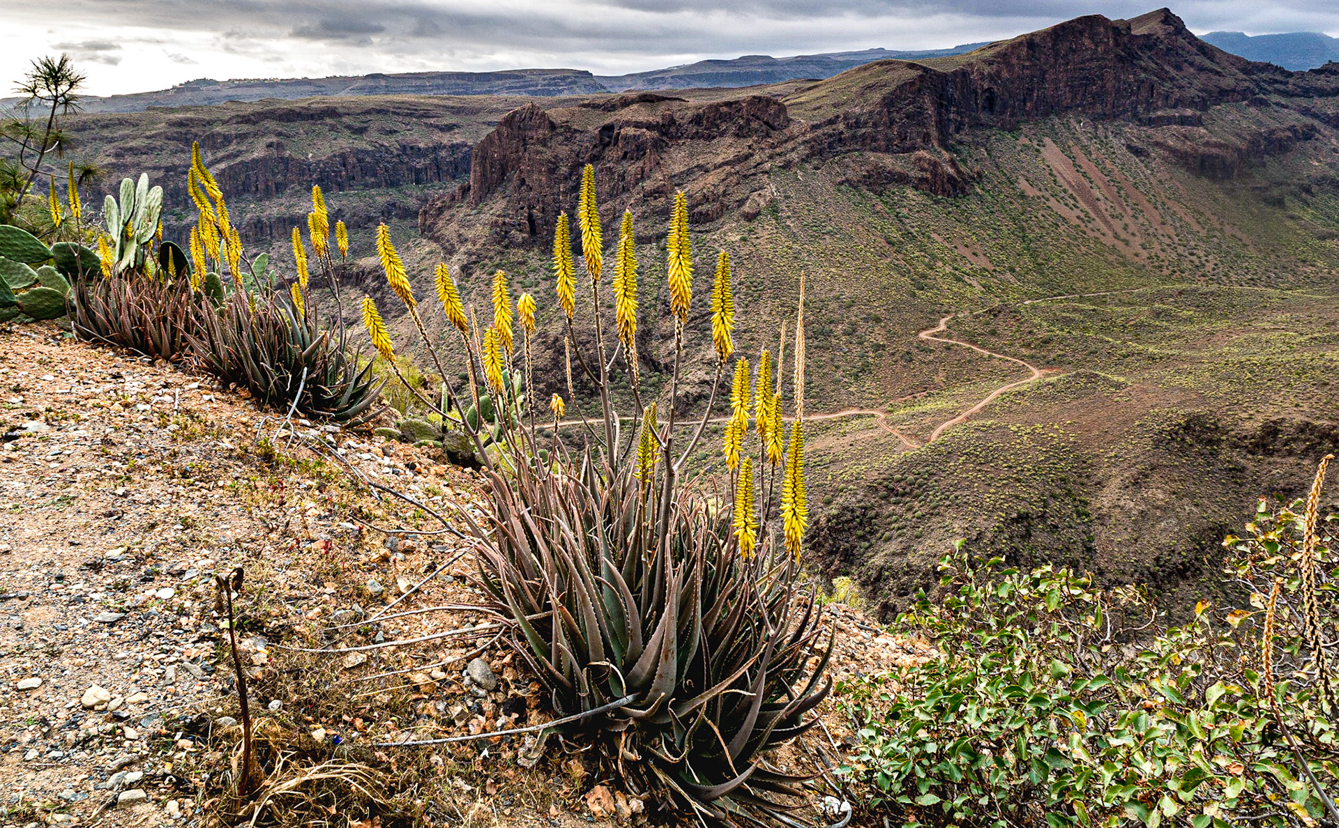 Degollada de las Yeguas lookout point, Gran Canaria, 22 Feb 2016