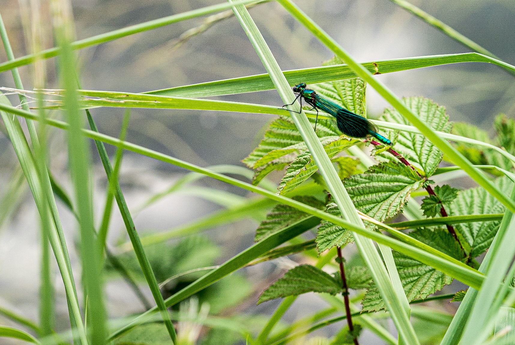 Along the Grand Canal near Lowtown, Co Kildare, 4 Aug 2014