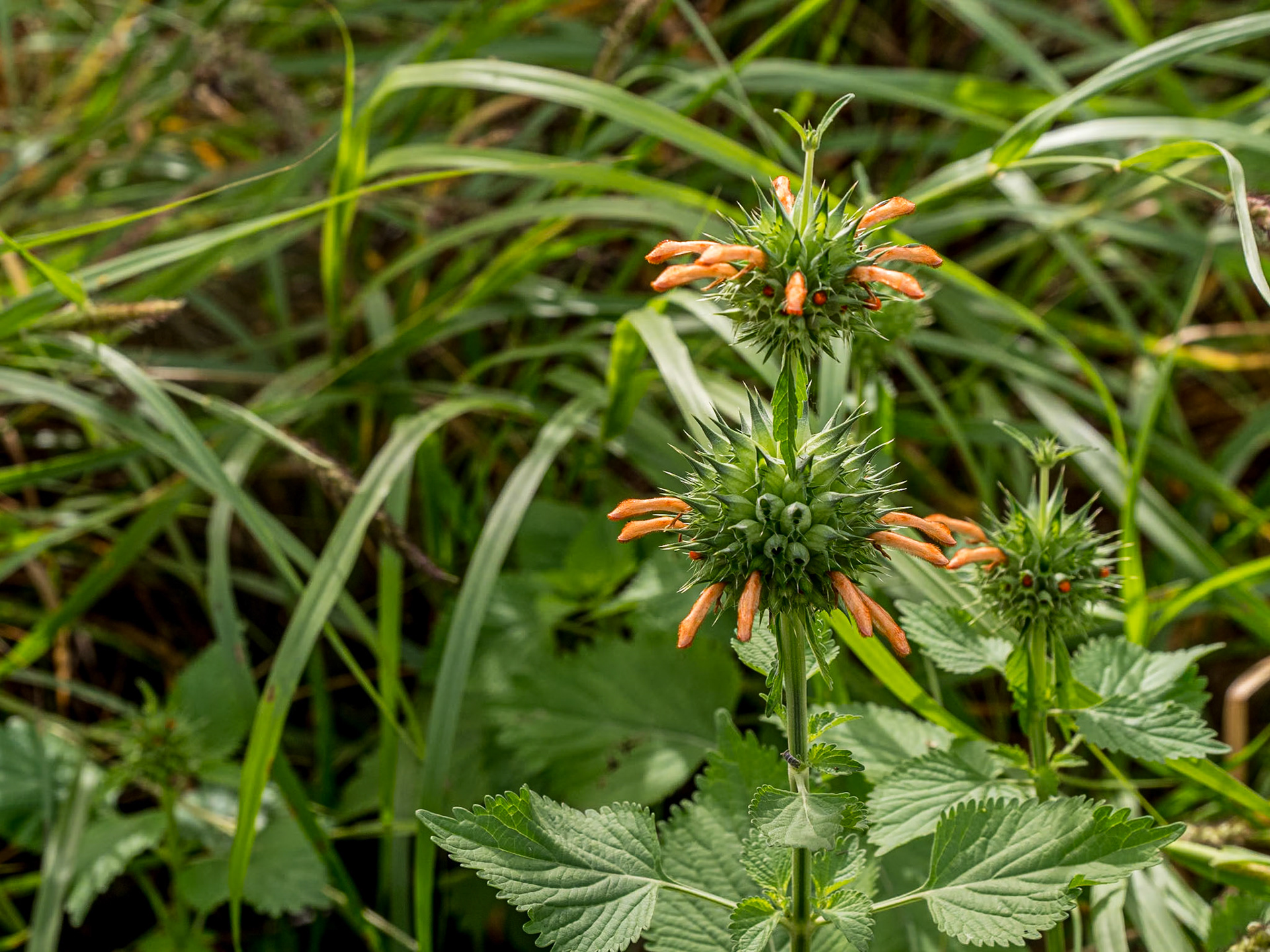 Diamond Head Trail, O'ahu, Hawaii, 30 Jan 2024