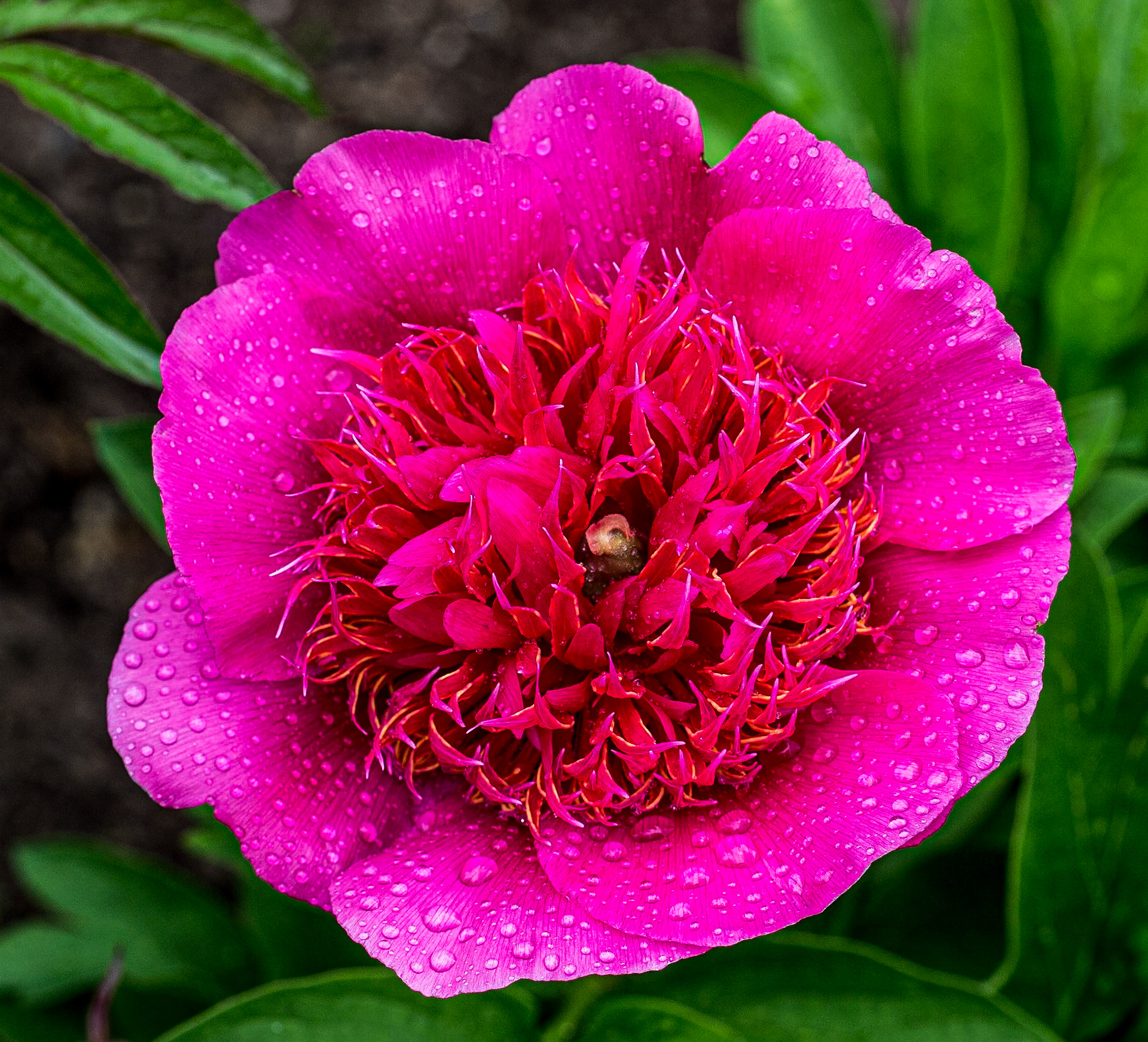 Peony, Botanic Gardens, Dublin, 18 May 2014
