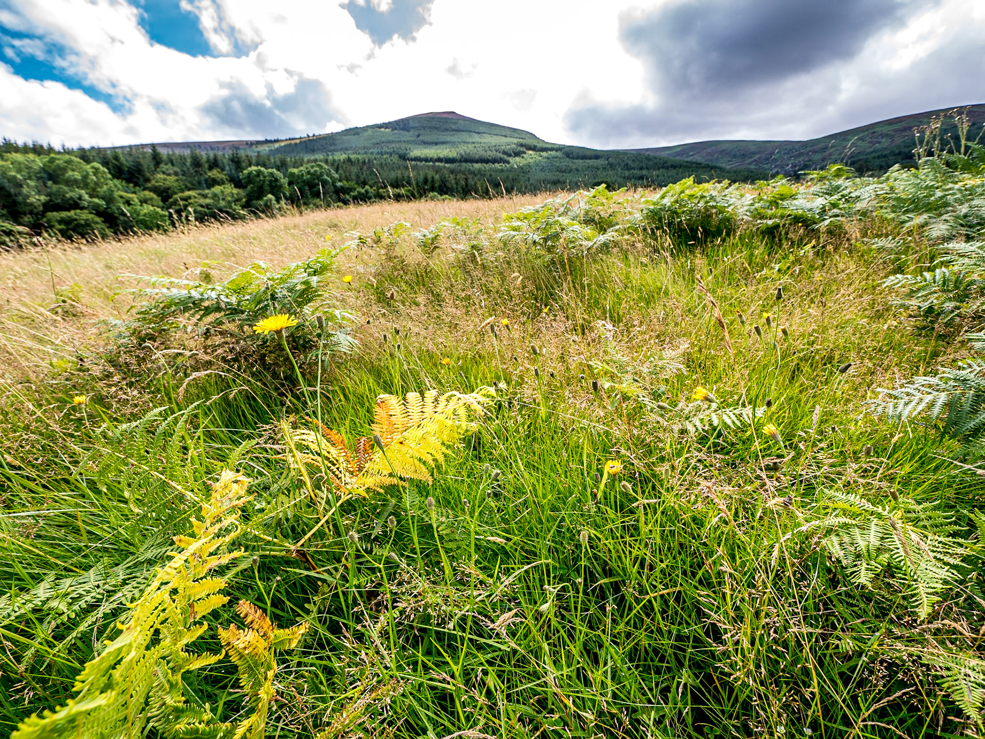 Knockree, Co Wicklow, 2 Aug 2017
