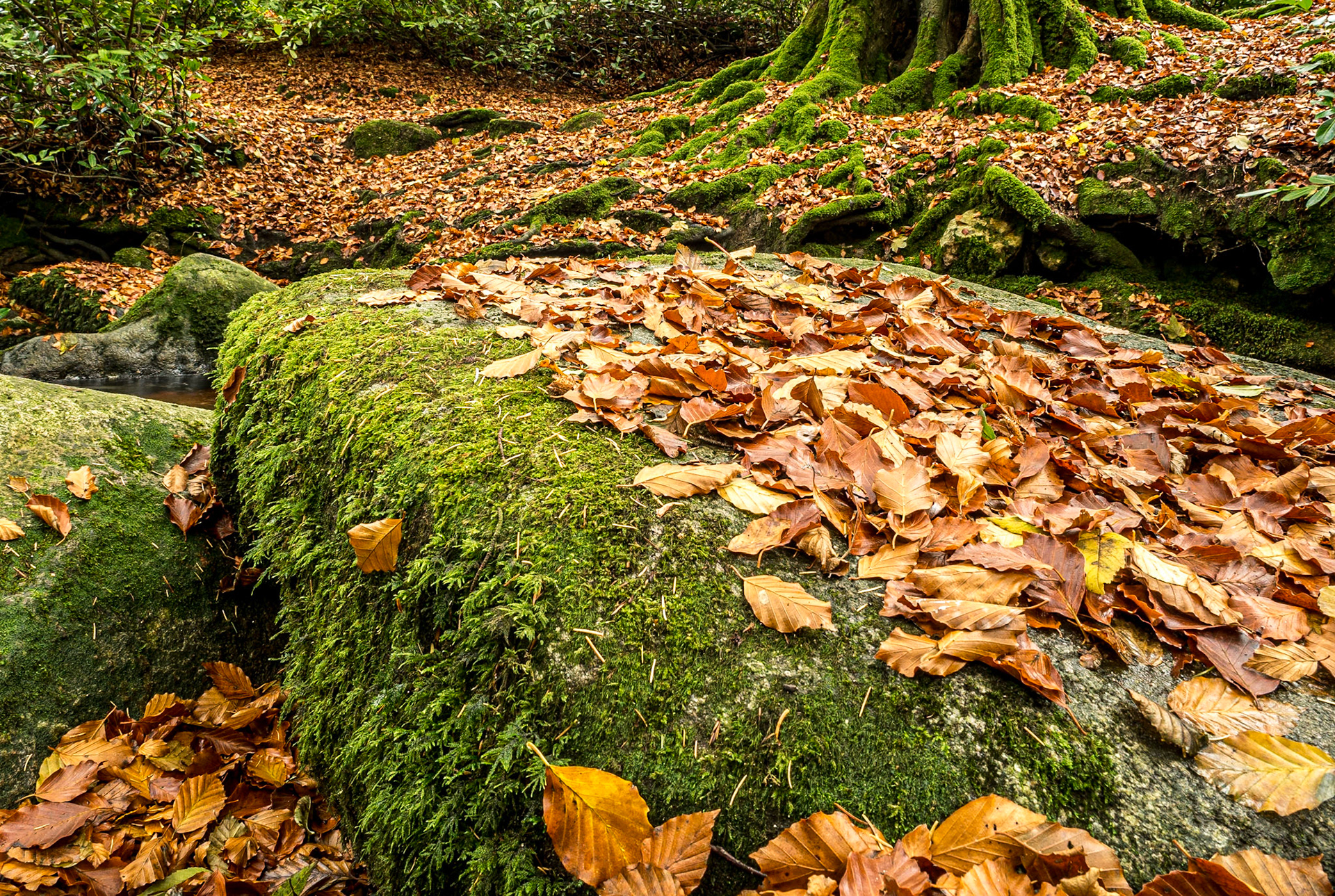 Massy's Estate, Co Dublin, 13 Nov 2016