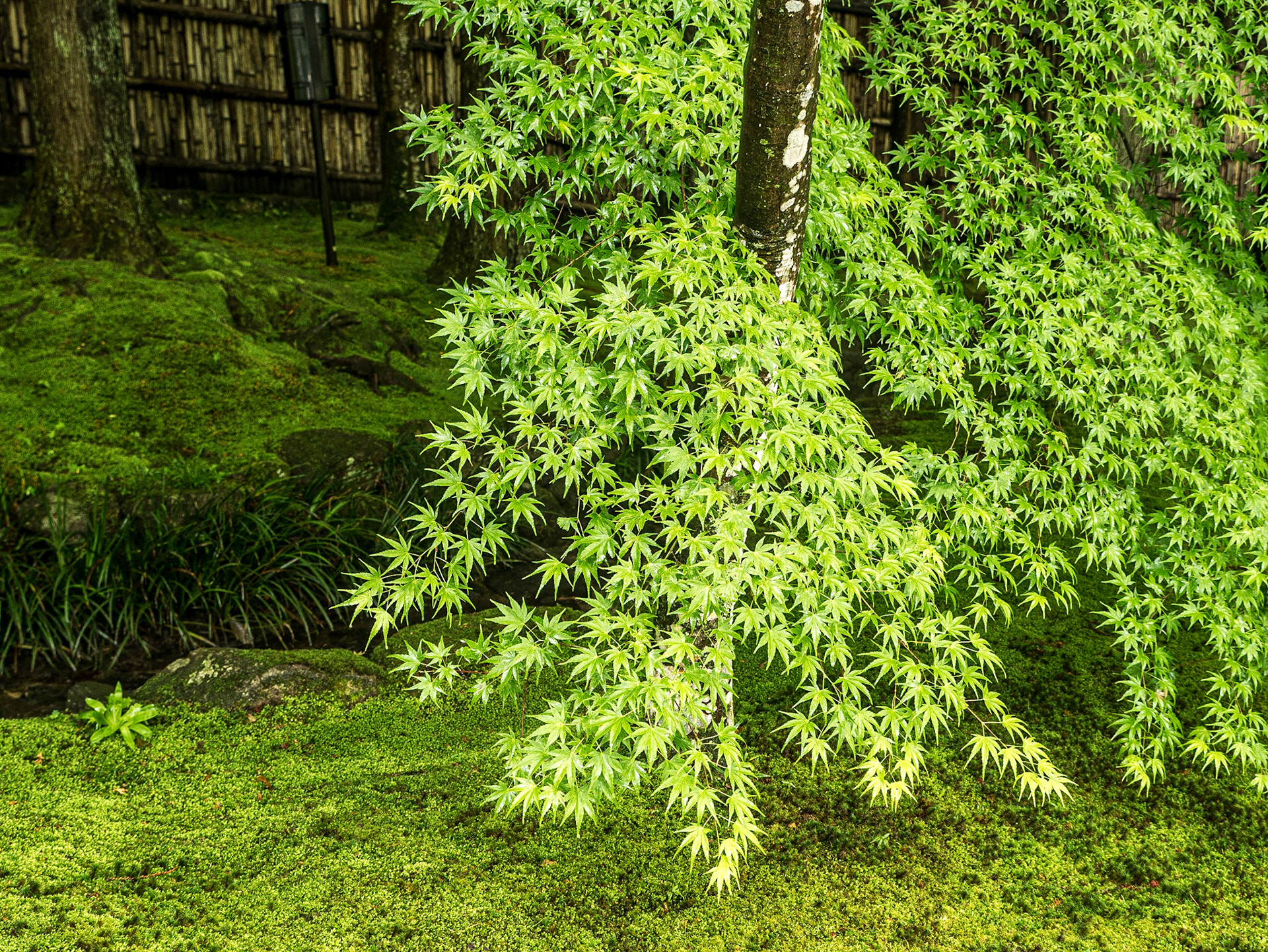 Grounds of Ginkaku-ji (Jisho-ji) temple, Kyoto, 28 Apr 2016