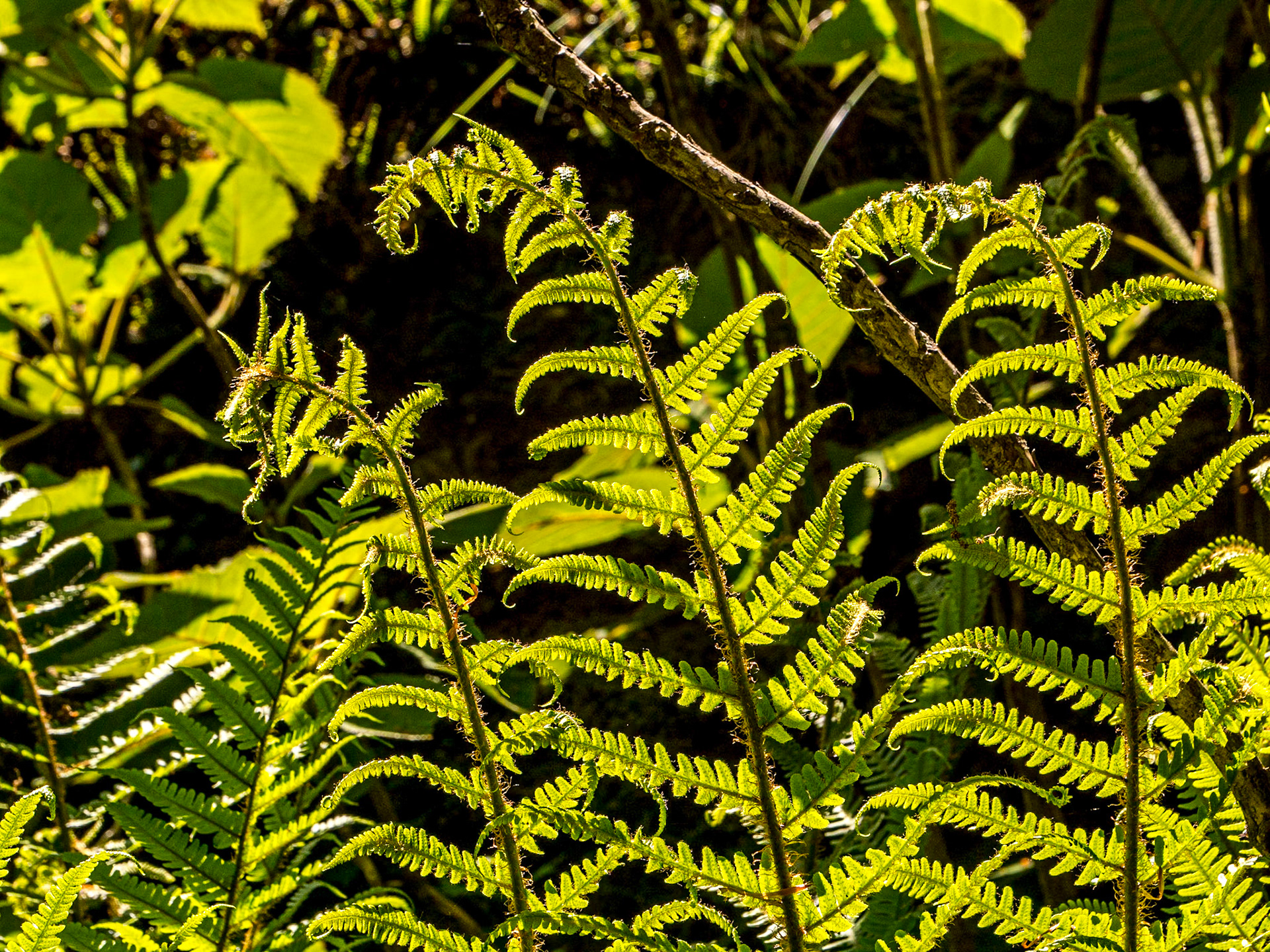 Grounds of Russborough House, Co Wicklow, 31 May 2023