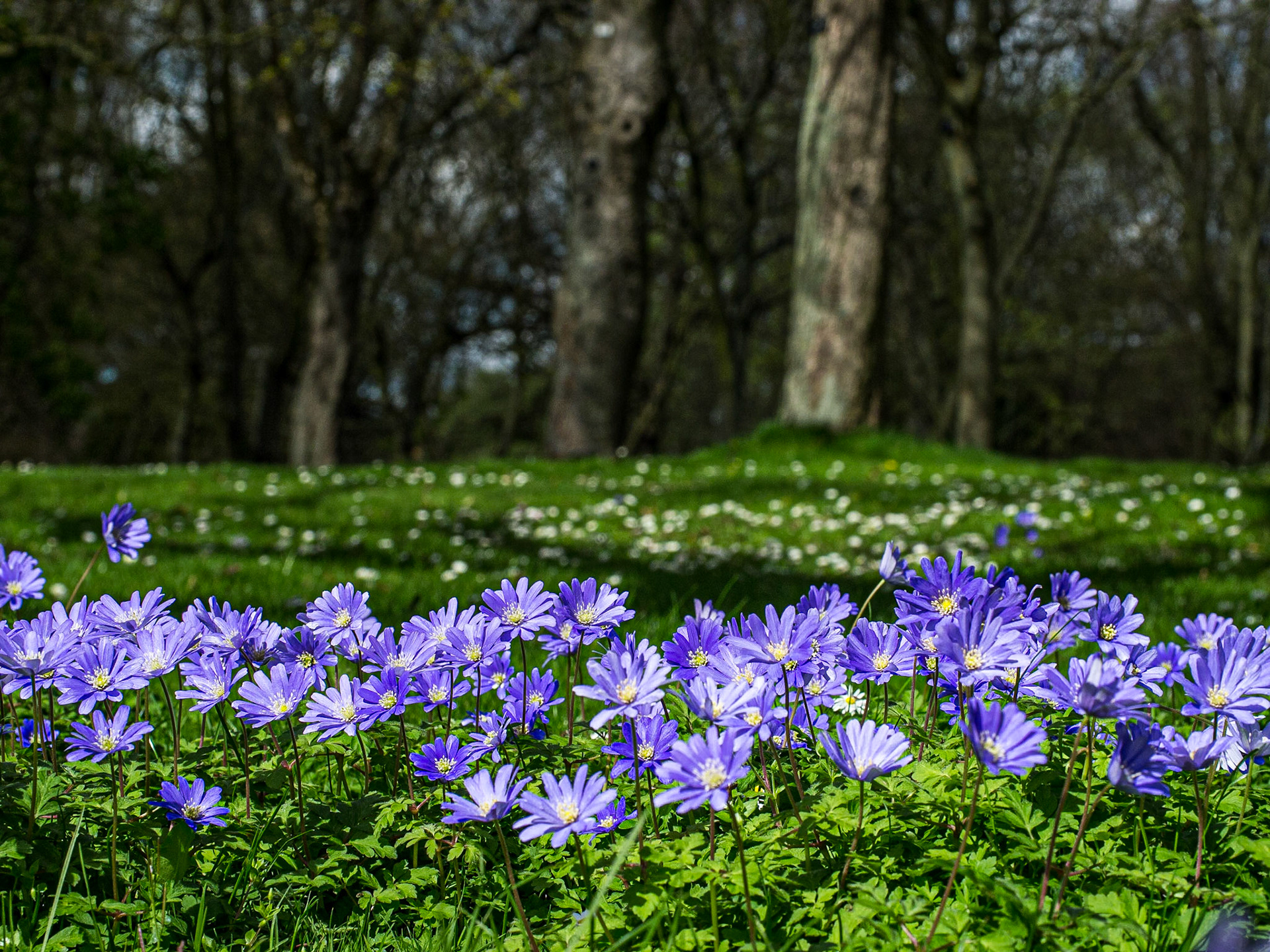 Botanic Gardens, Dublin, 6 Apr 2014