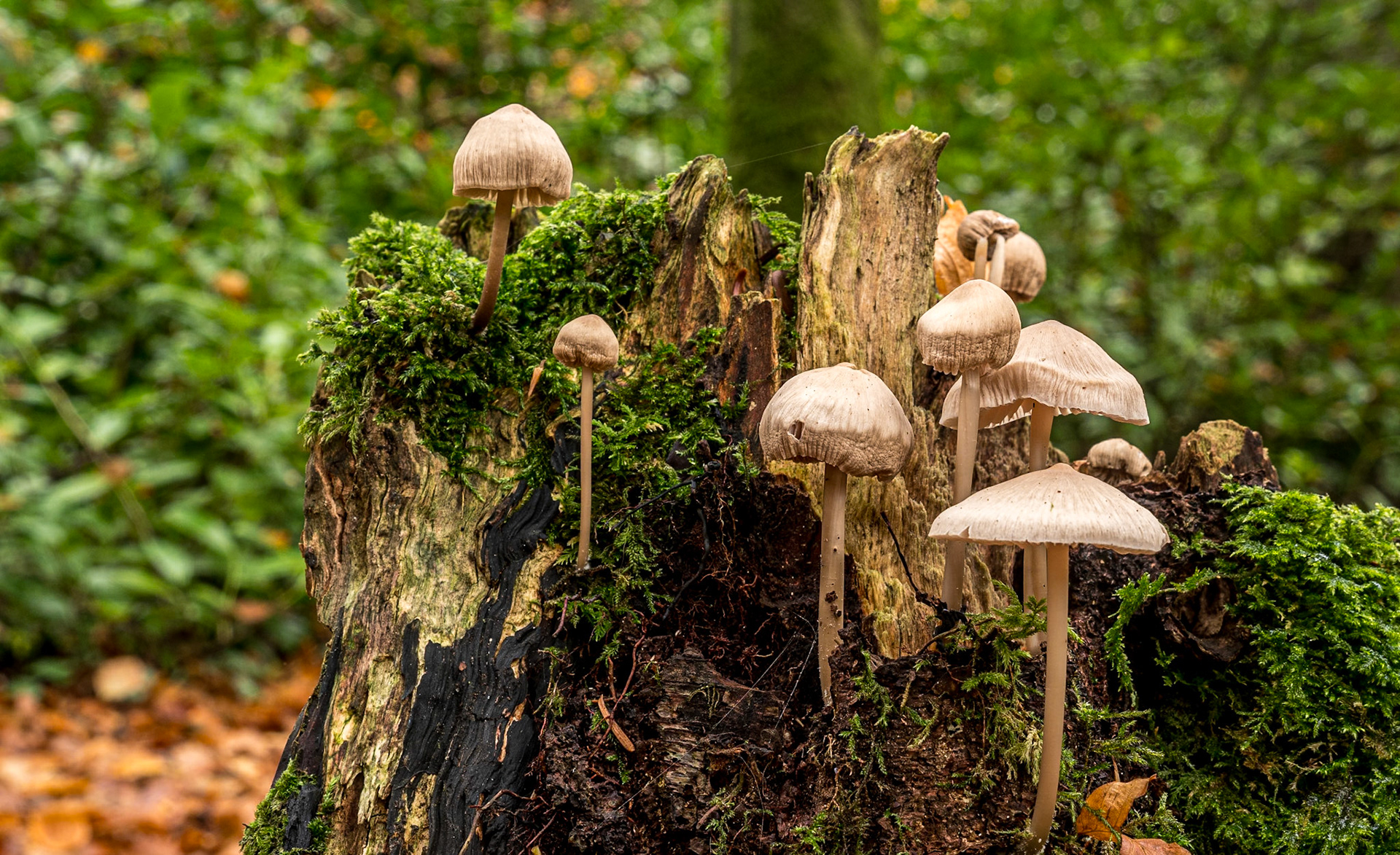 Massy's Estate, Co Dublin, 15 Nov 2021