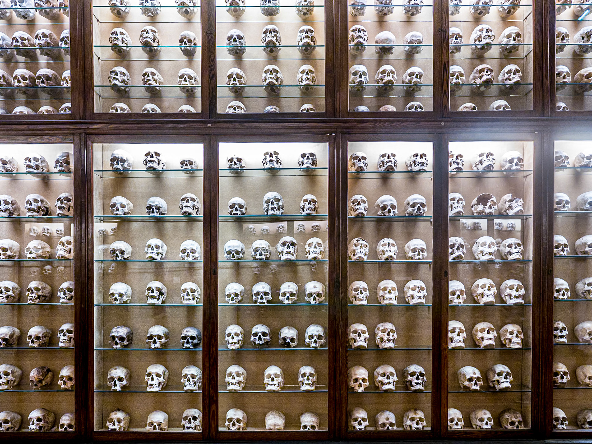 Display of skulls, Canarian Museum, Las Palmas, 25 Feb 2016