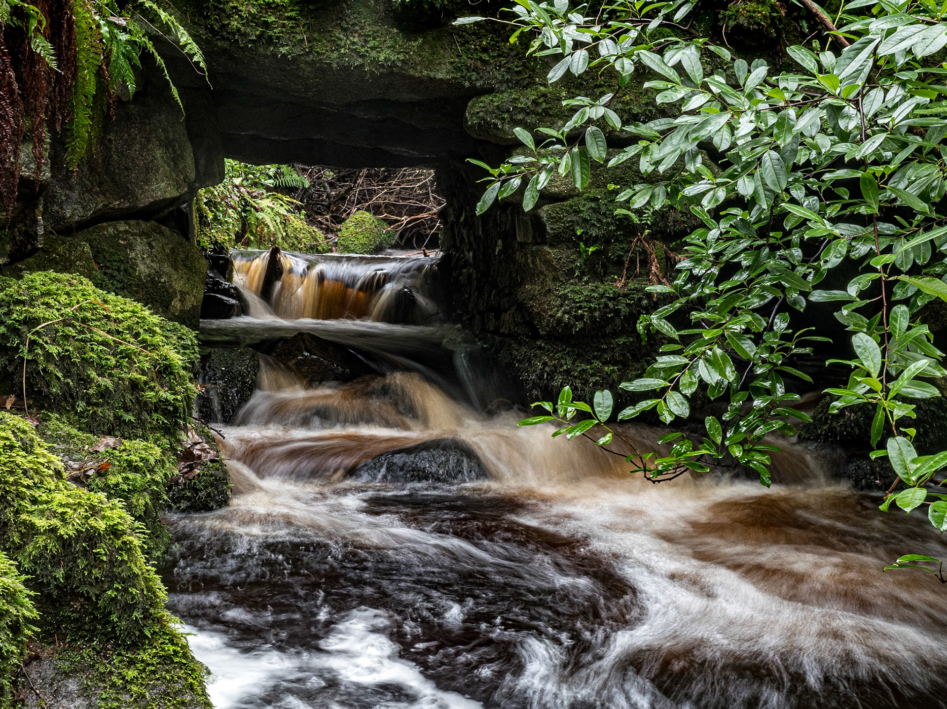 Massy's Estate, Co Dublin, 12 Jan 2021