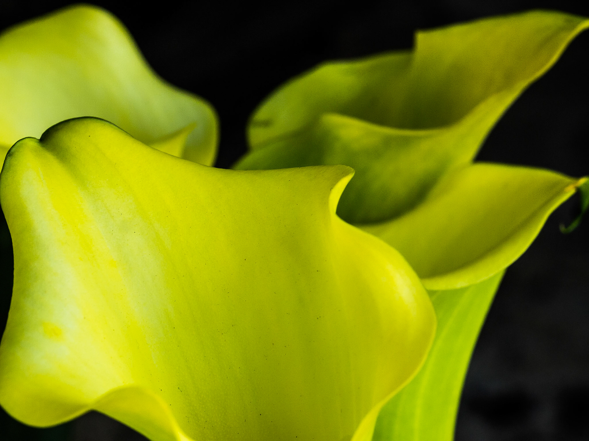 Flowers in back garden, 7 Jun 2014