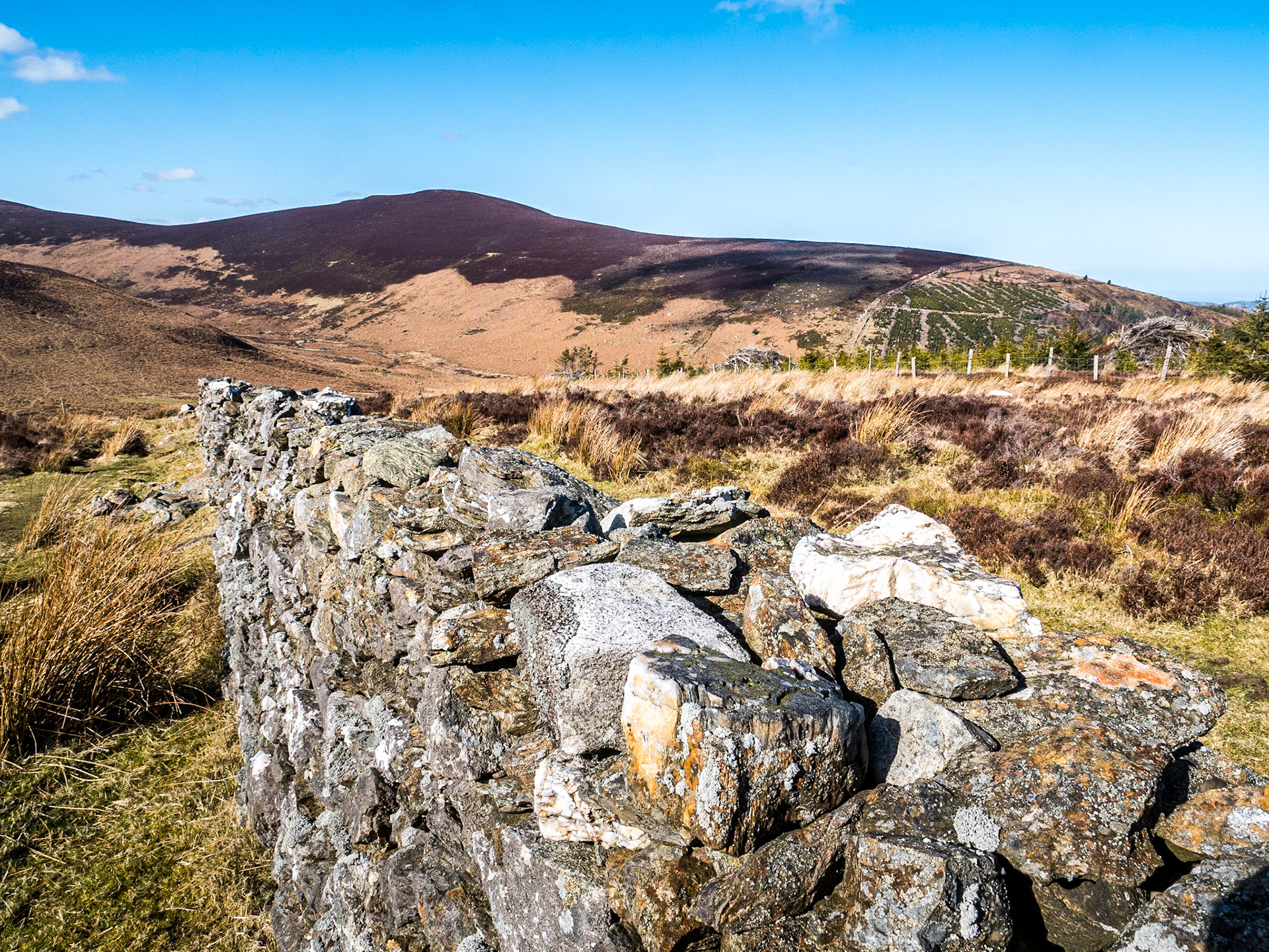 Djouce Woods, 13 Mar 2015