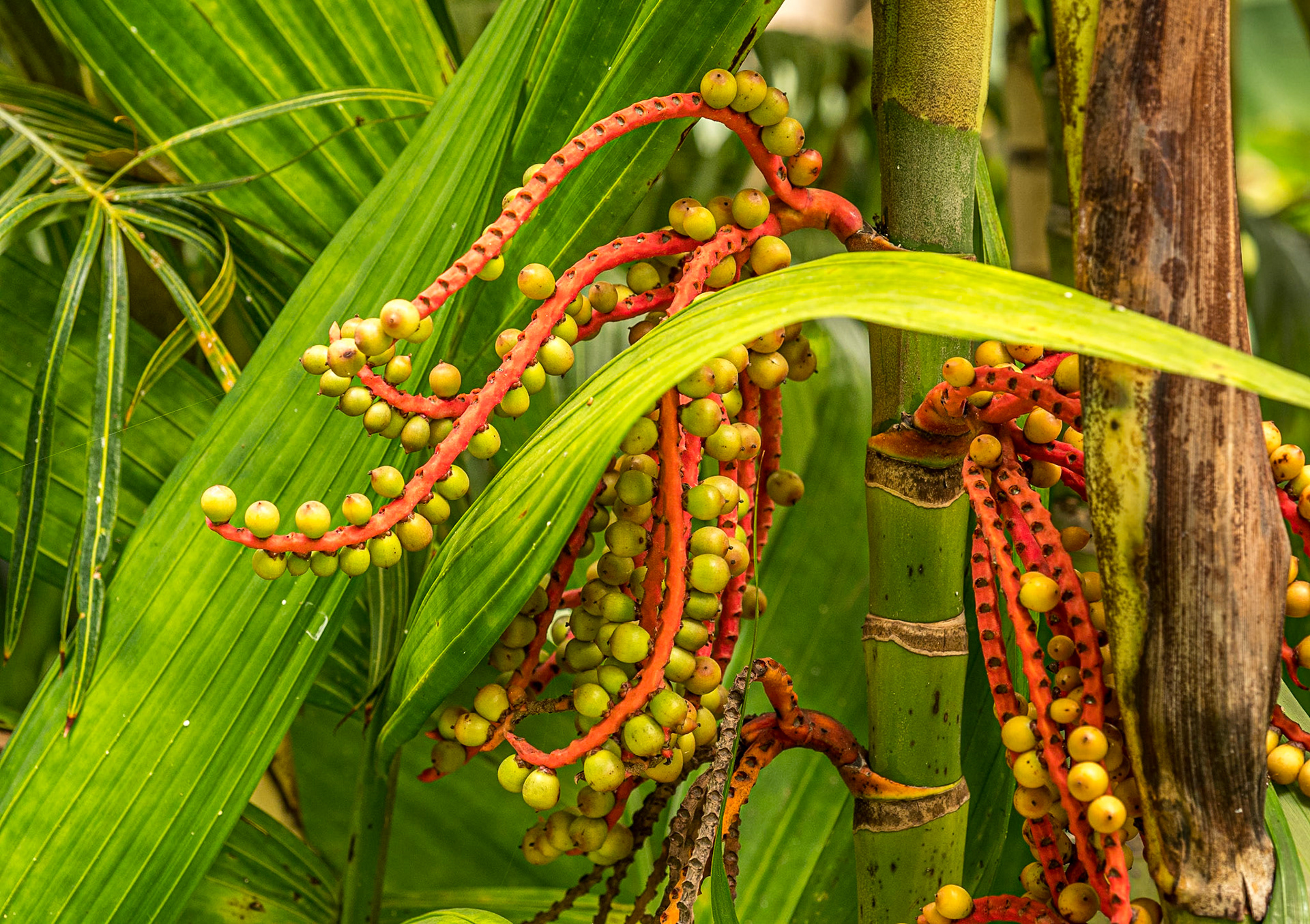 Pinanga coronata, Botanic Gardens, Puerto de la Cruz, Tenerife, 29 Jan 2022