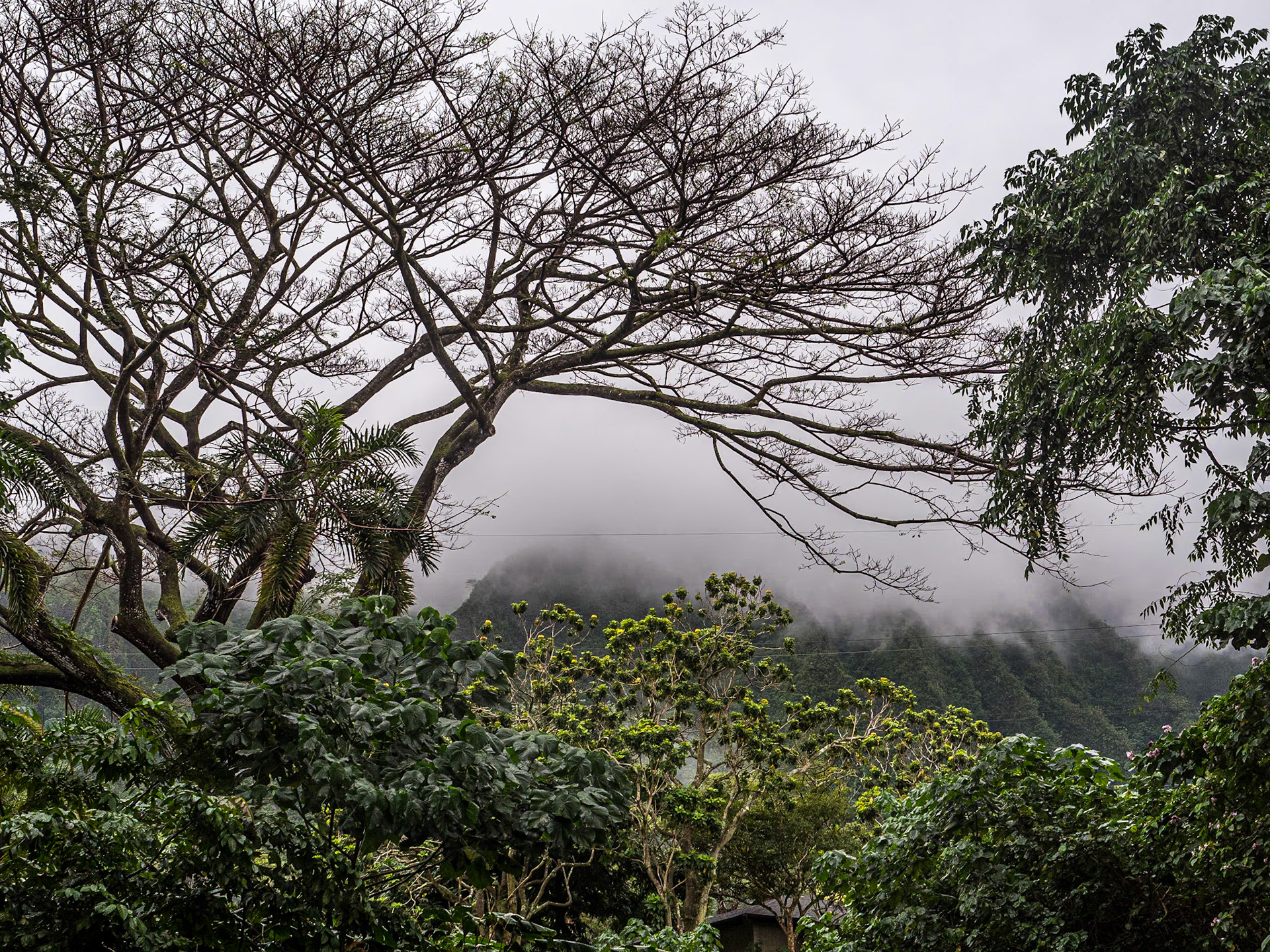 Hoʻomaluhia Botanical Garden, O'ahu, Hawaii, 28 Jan 2024