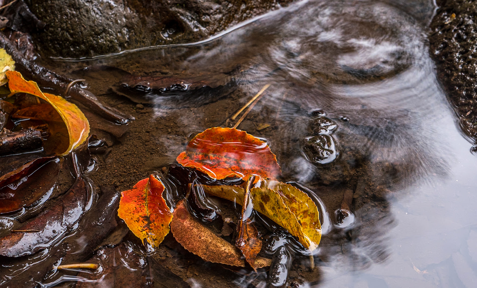Judd Trail, O'ahu, Hawaii, 30 Jan 2024