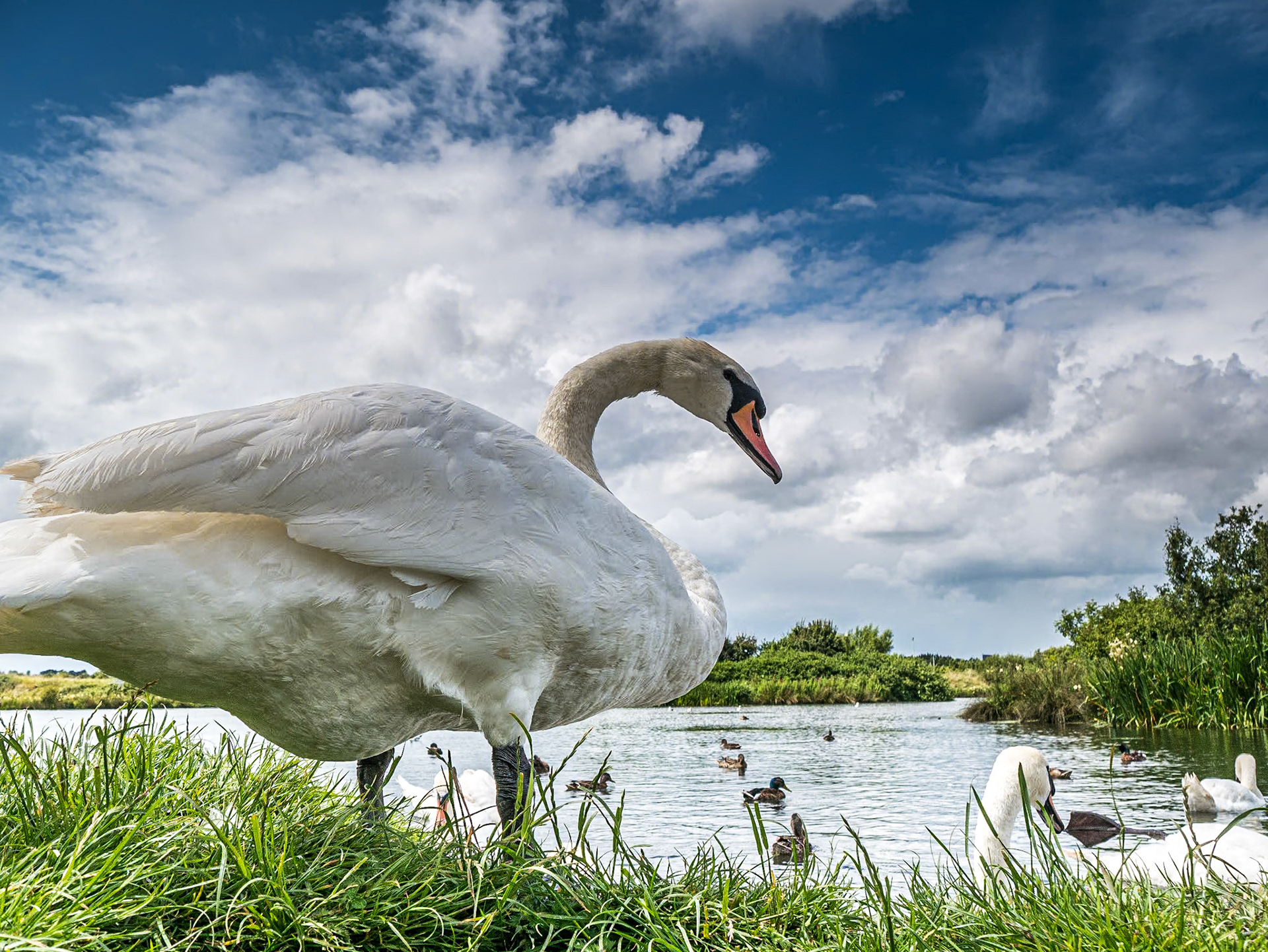 Swan, Ballymount Park, Dublin, 7 Jul 2014