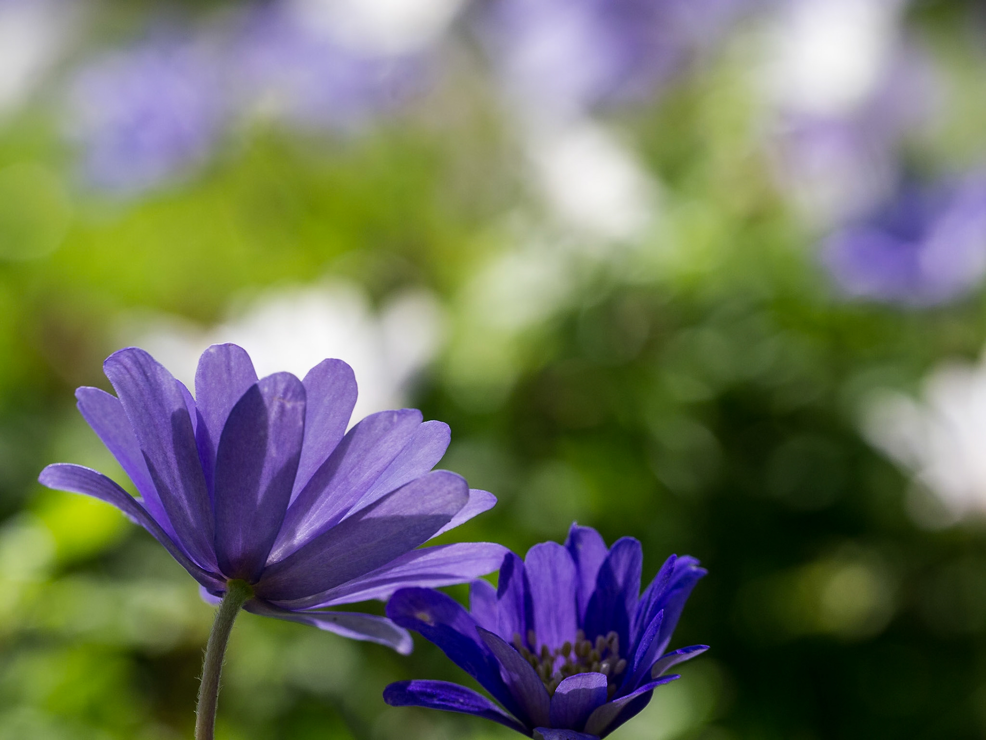 Botanic Gardens, Dublin, 6 Apr 2014