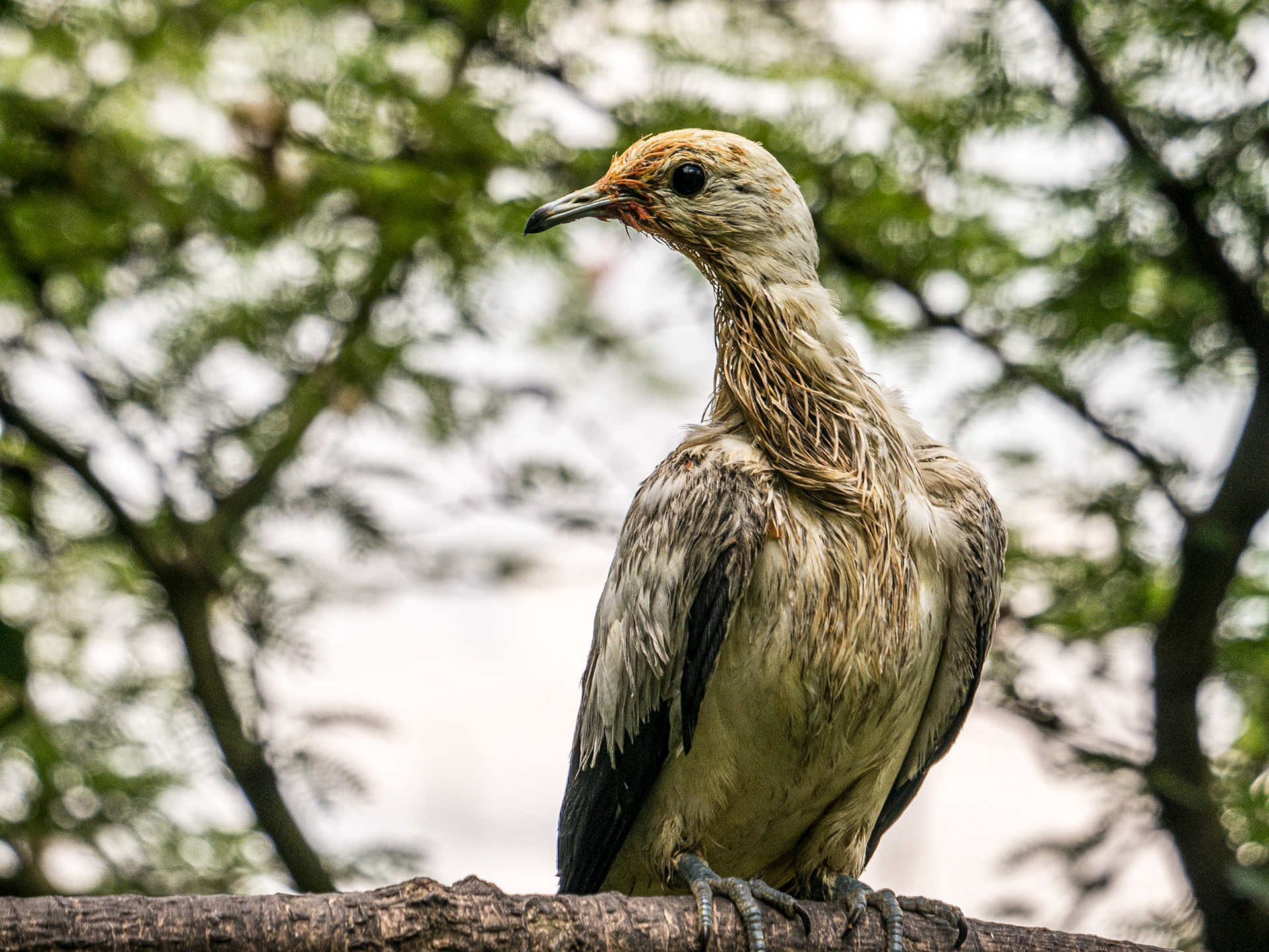 Kuala Lumpur Bird Park, 1 Jun 2017
