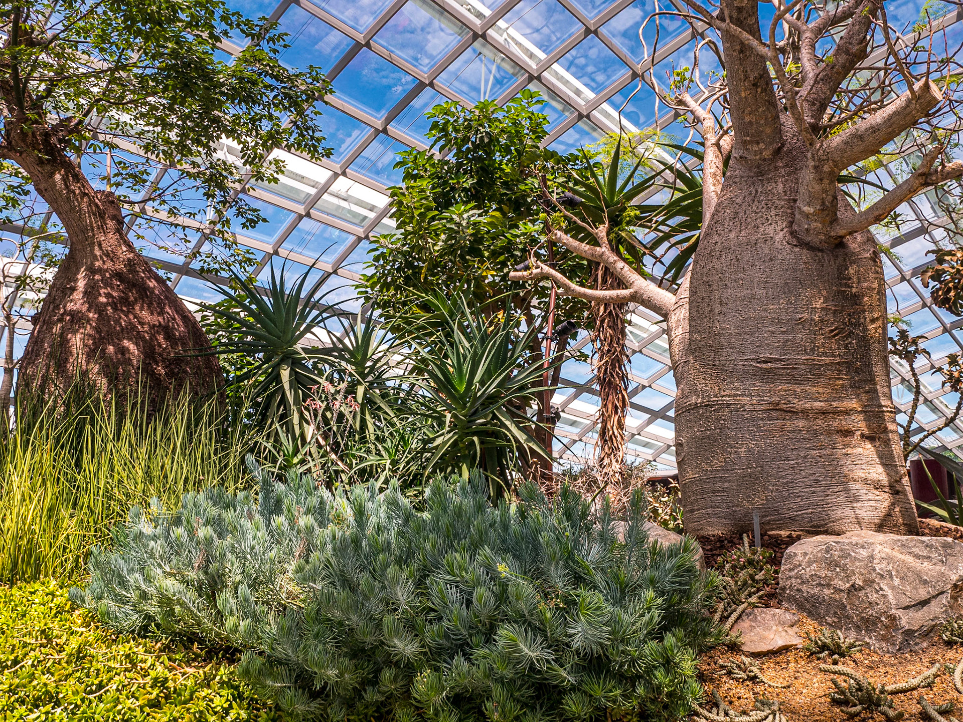 Flower Dome, Gardens by the Bay, Singapore, 3 Jun 2017