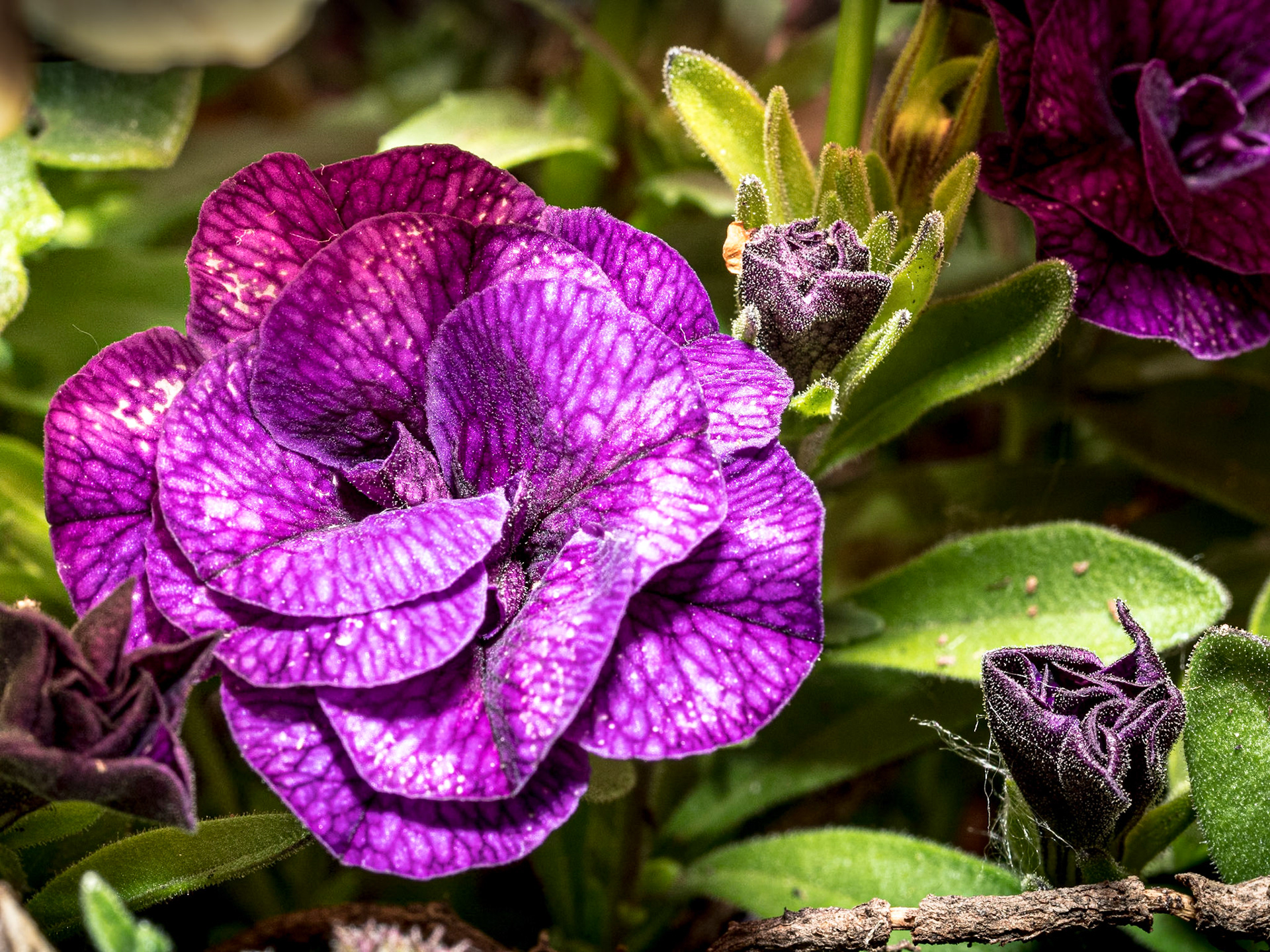 Back garden, 29 May 2020