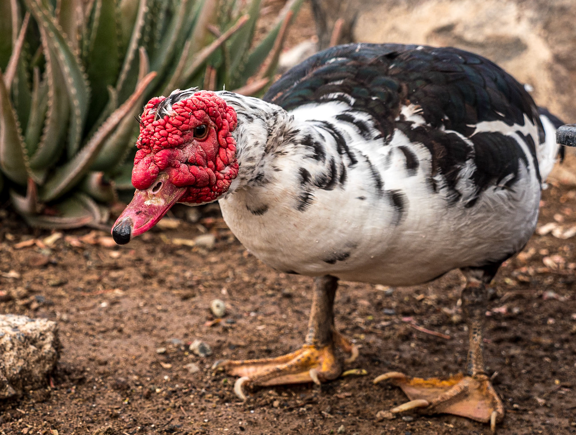 Mundo Aborigen, Gran Canaria, 22 Jan 2020