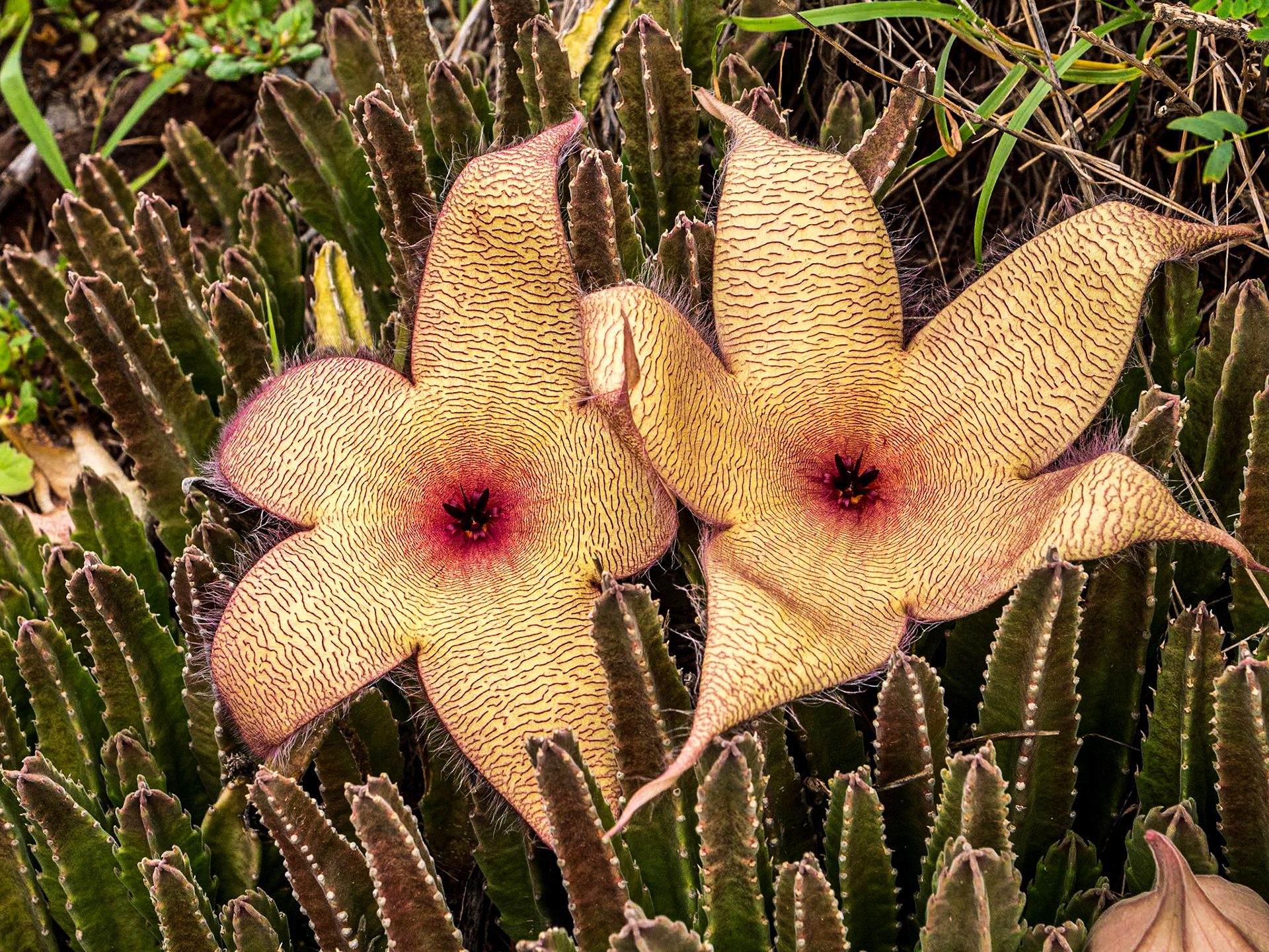 Makapuʻu Point Lighthouse Trail, O'ahu, Hawaii, 28 Jan 2024