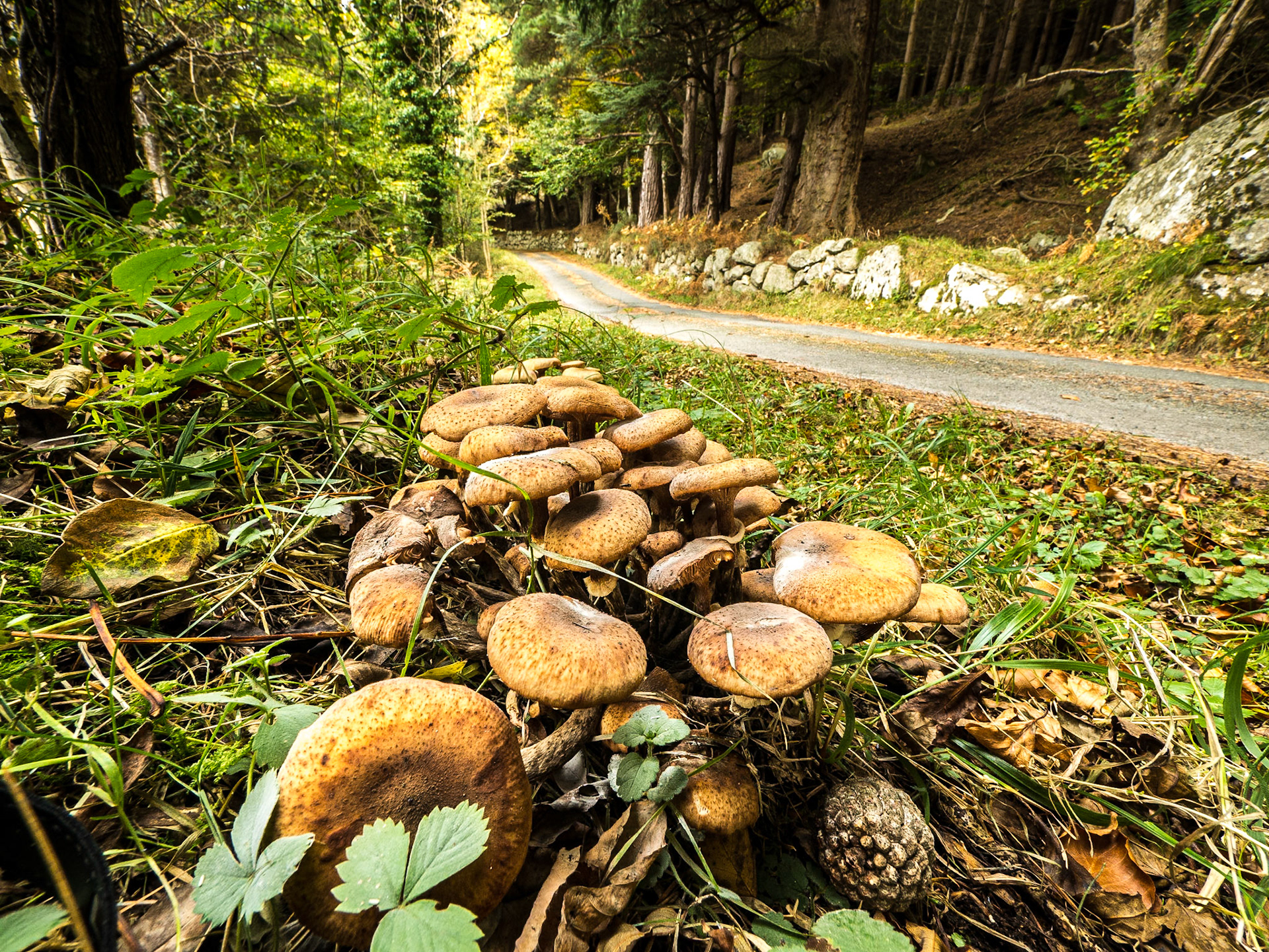 Knockree, Co Wicklow, 30 Oct 2016