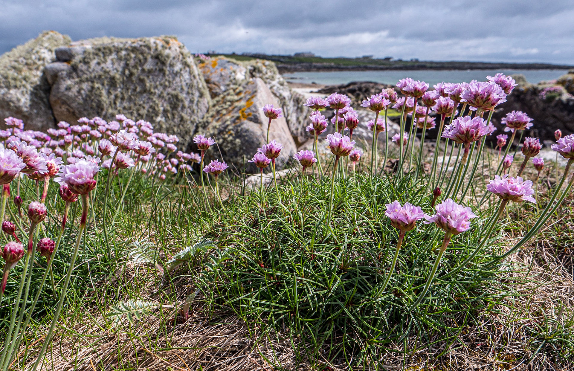 Mweenish Island, Co Galway, 11 May 2023