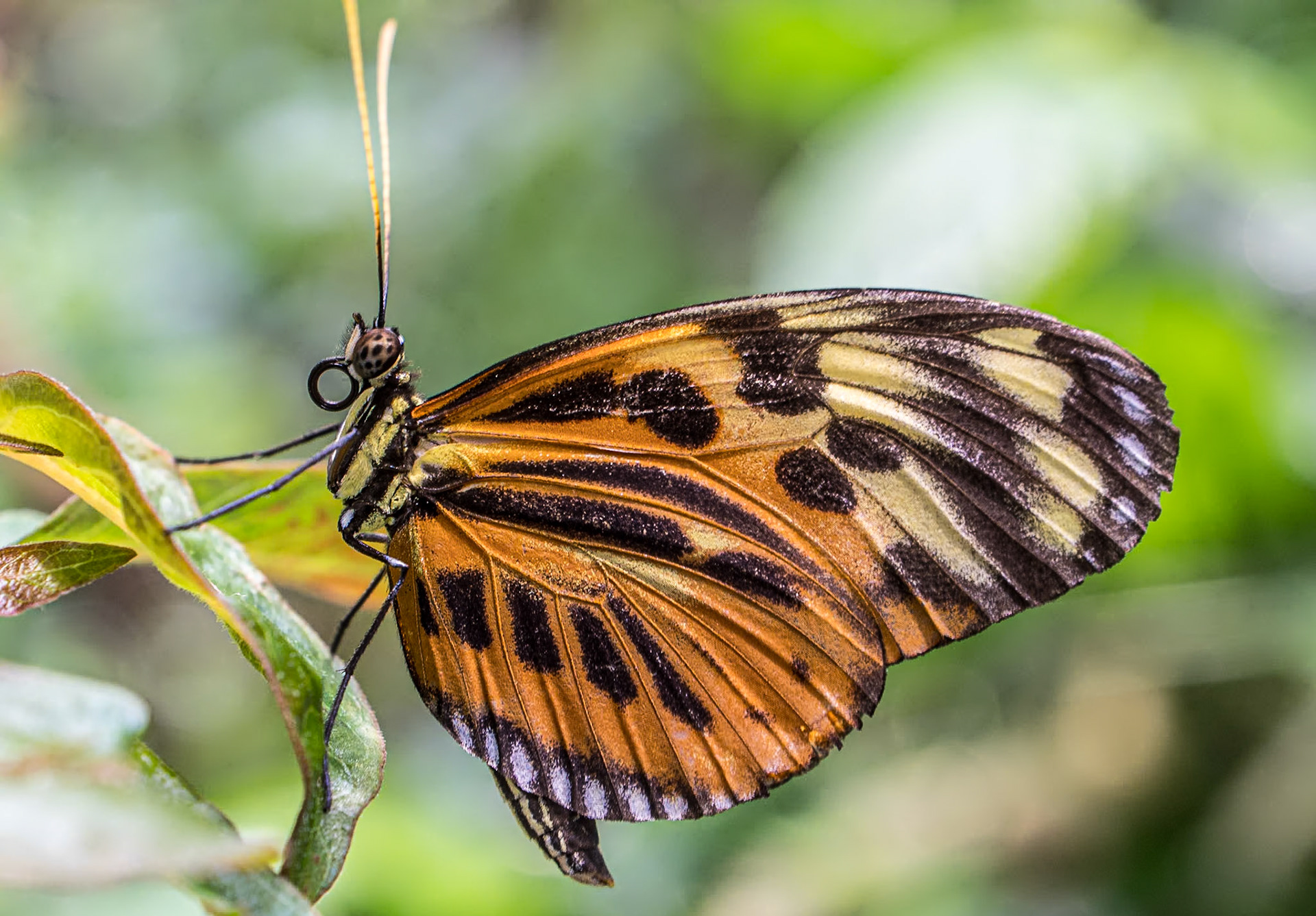 California Academy of Sciences, San Francisco, 15 Jan 2024