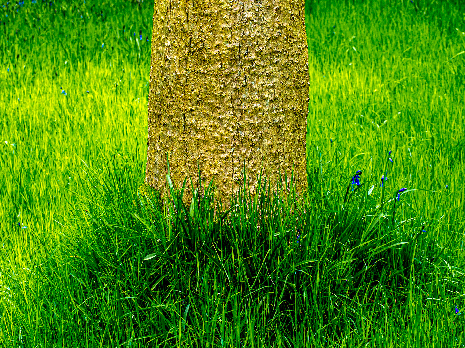 Mount Usher Gardens, Co Wicklow, 20 Apr 2014
