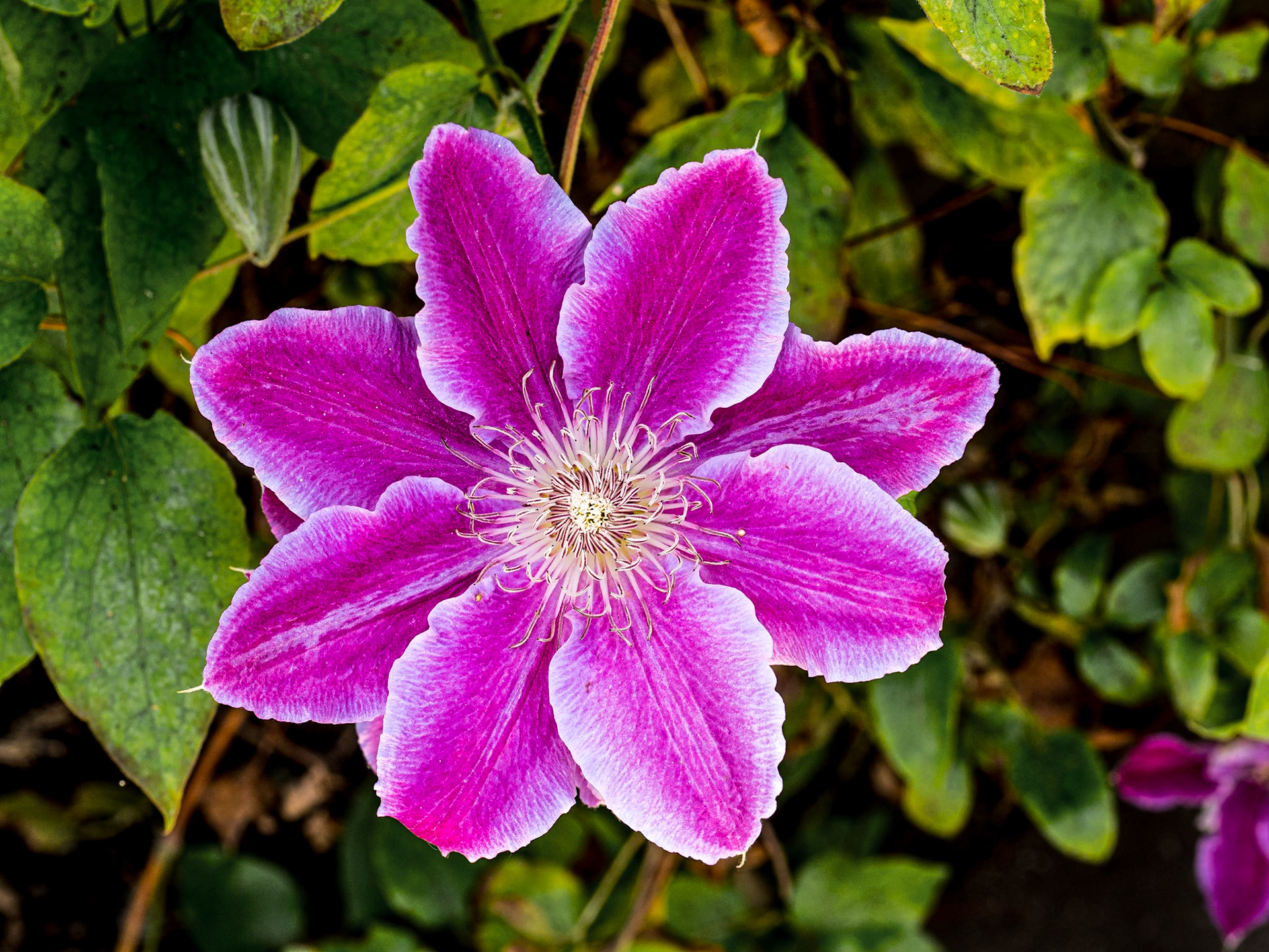 Back garden, 29 May 2020
