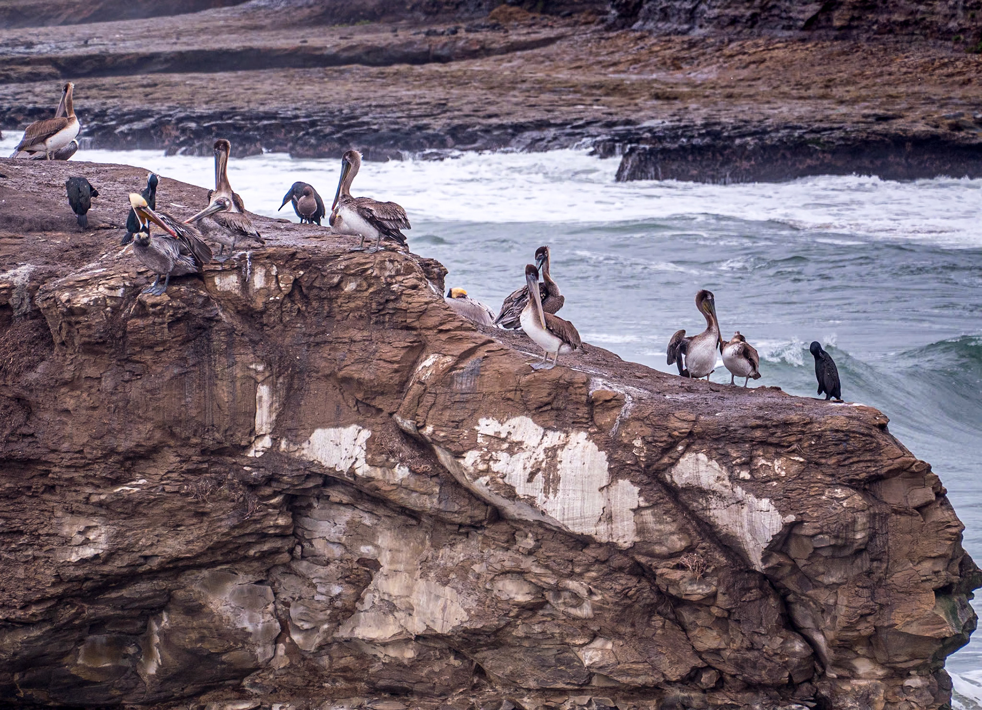 Pelicans, Natural Bridges State Beach, California, 21 Jan 2024