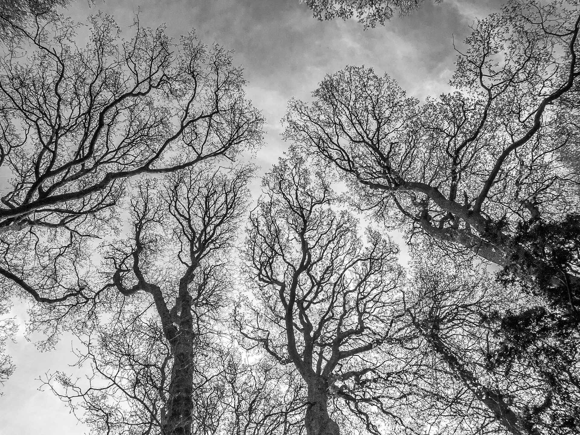 Mount Usher Gardens, Wicklow