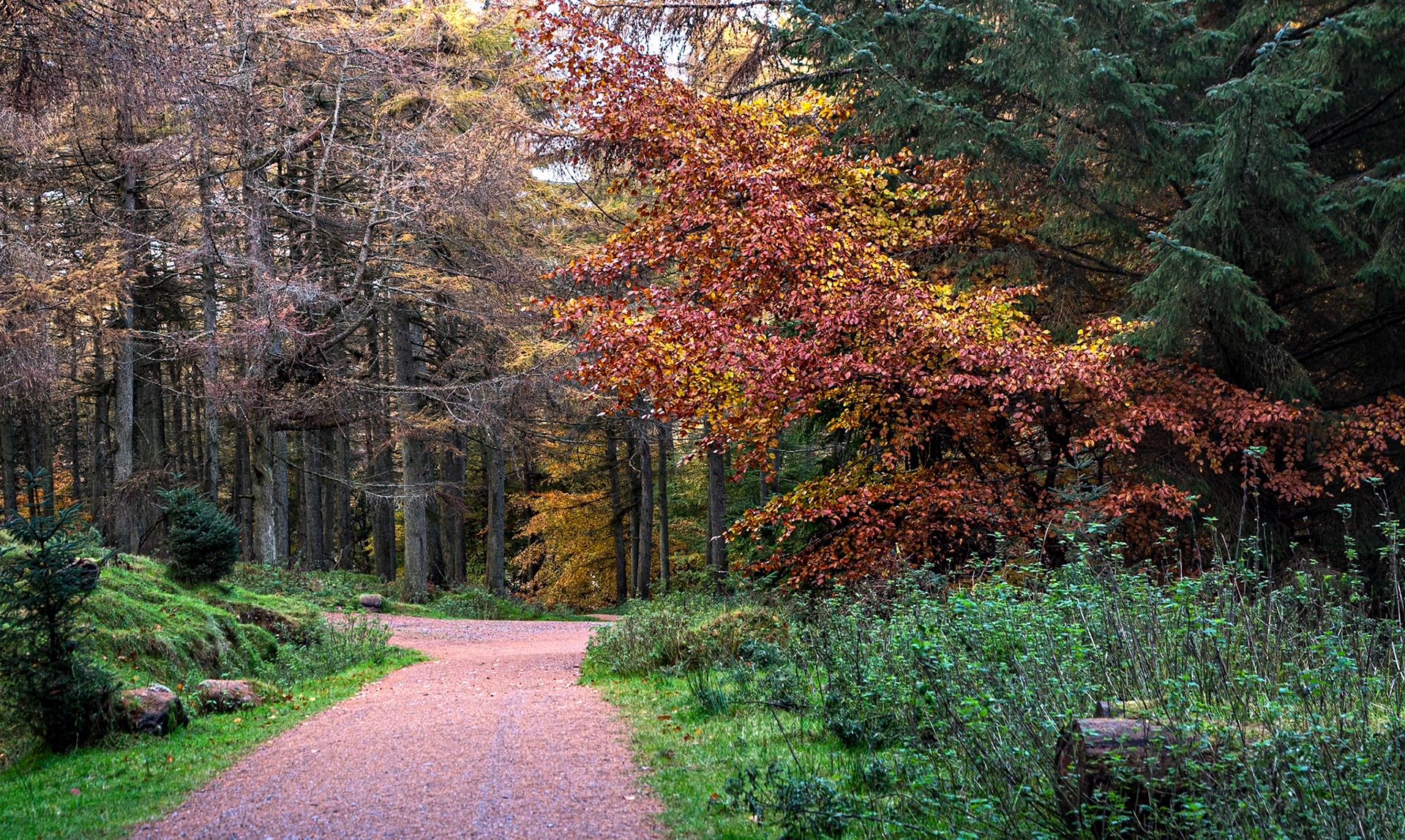 Massy's Estate, Co Dublin, 6 Nov 2023