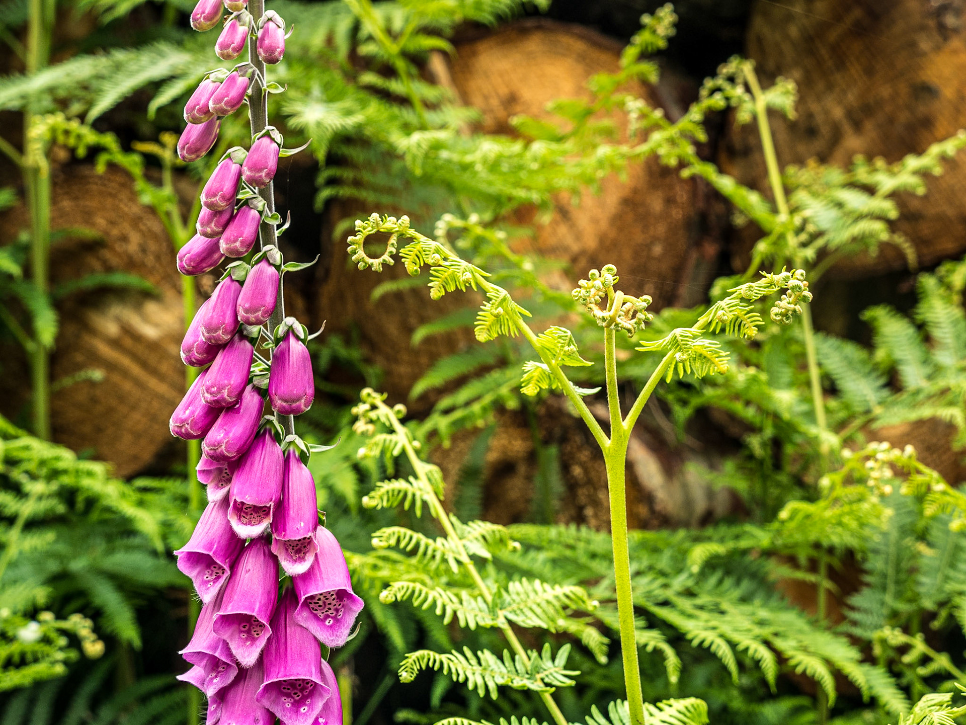Devil's Glen, Co Wicklow, 15 Jun 2016