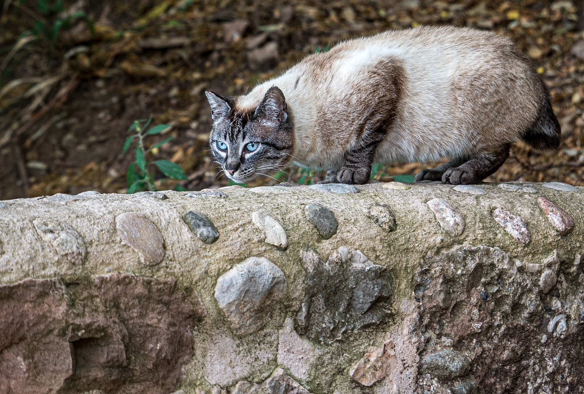 Wild cat, Santa Cova, Montserrat, Spain, 29 Jun 2016