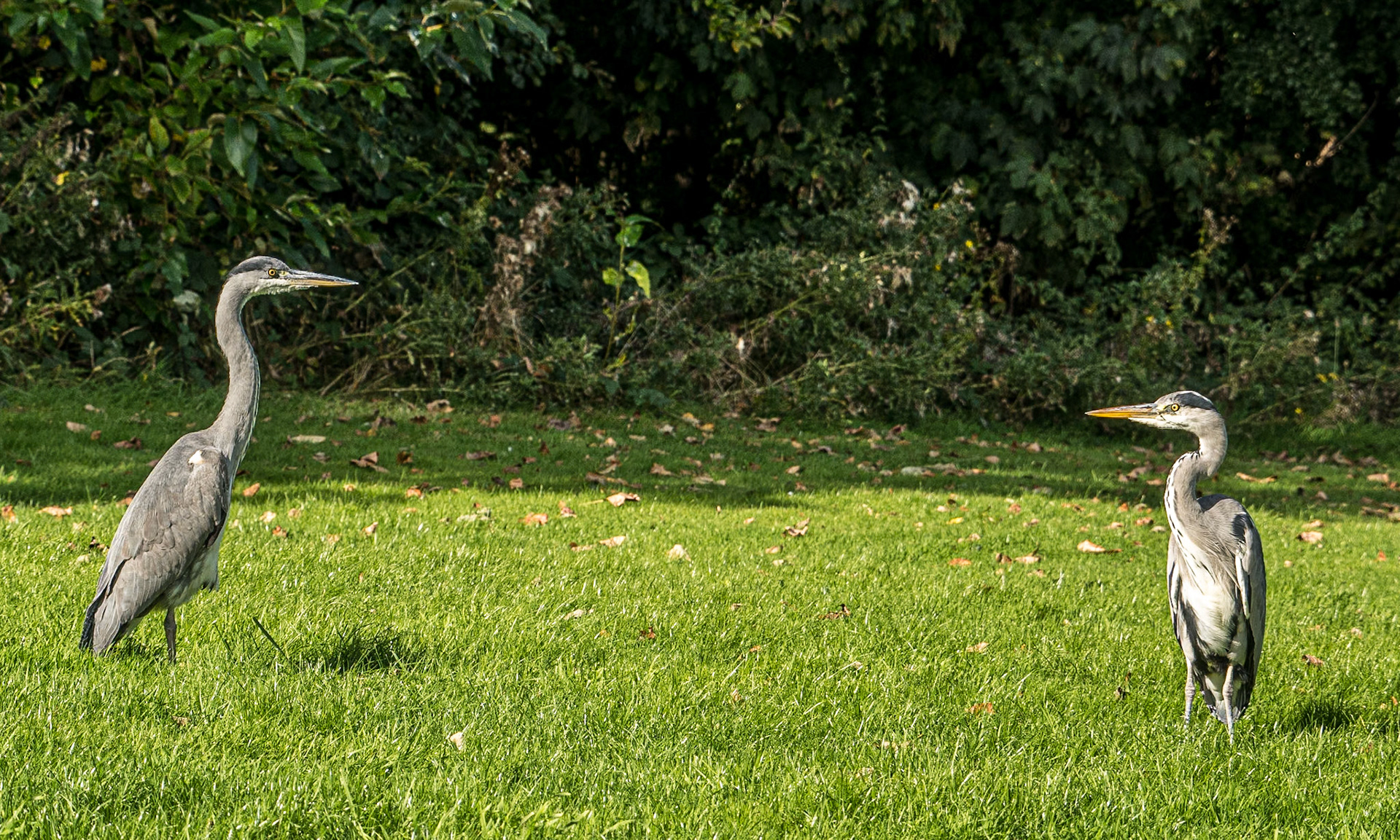 Herons, Tymon Park, Dublin, 2 Oct 2016