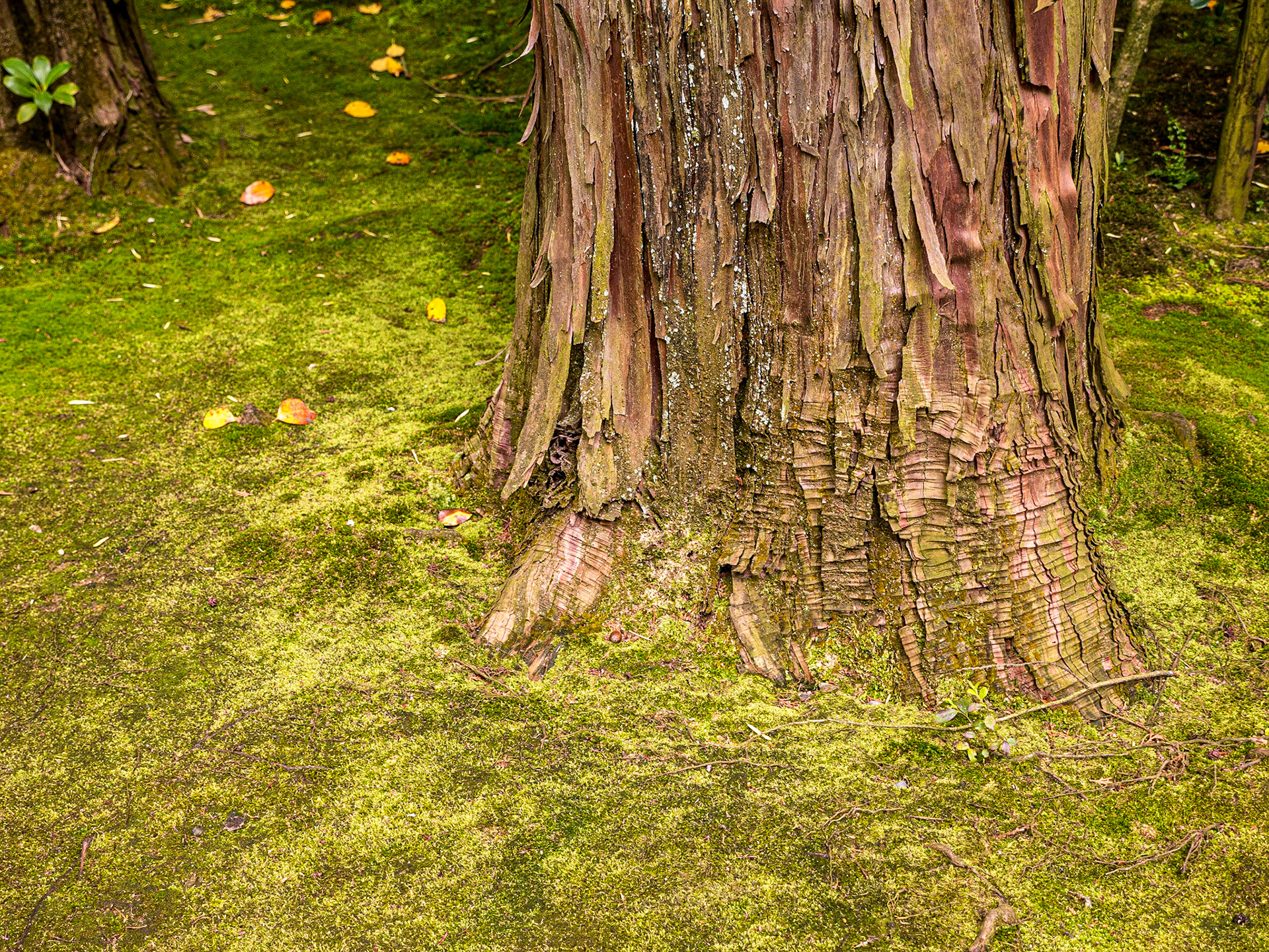 Grounds of Daitoku-ji temple, Kyoto, 24 Apr 2016