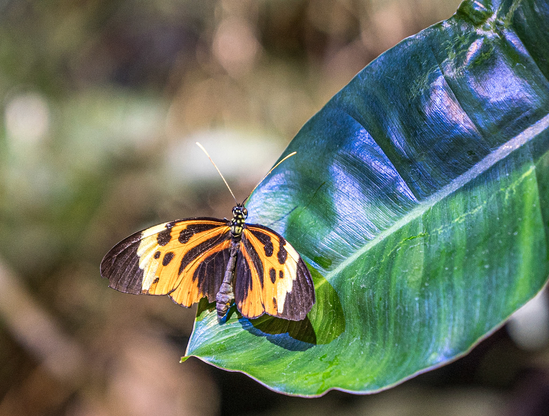 California Academy of Sciences, San Francisco, 15 Jan 2024