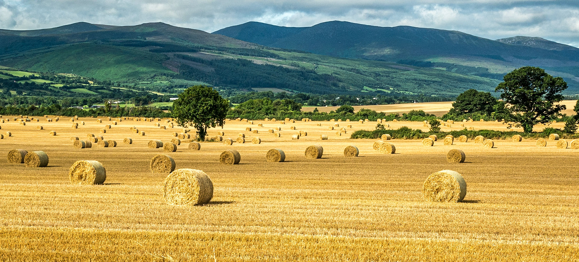 Fields, South Tipperary, 22 Jul 2016