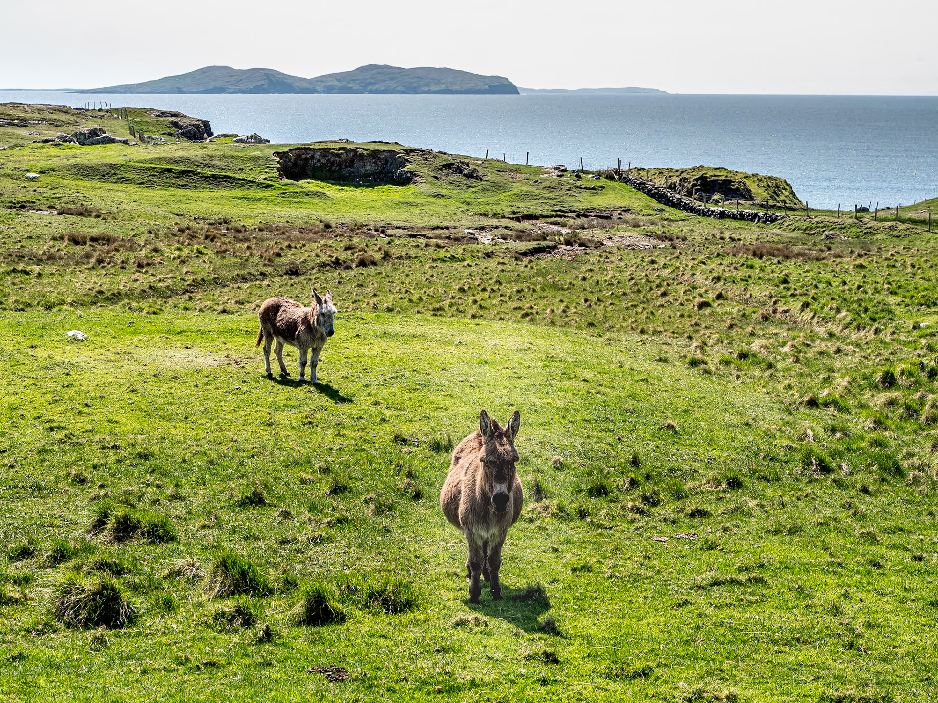 Donkeys, Clare Island, 12 May 2023
