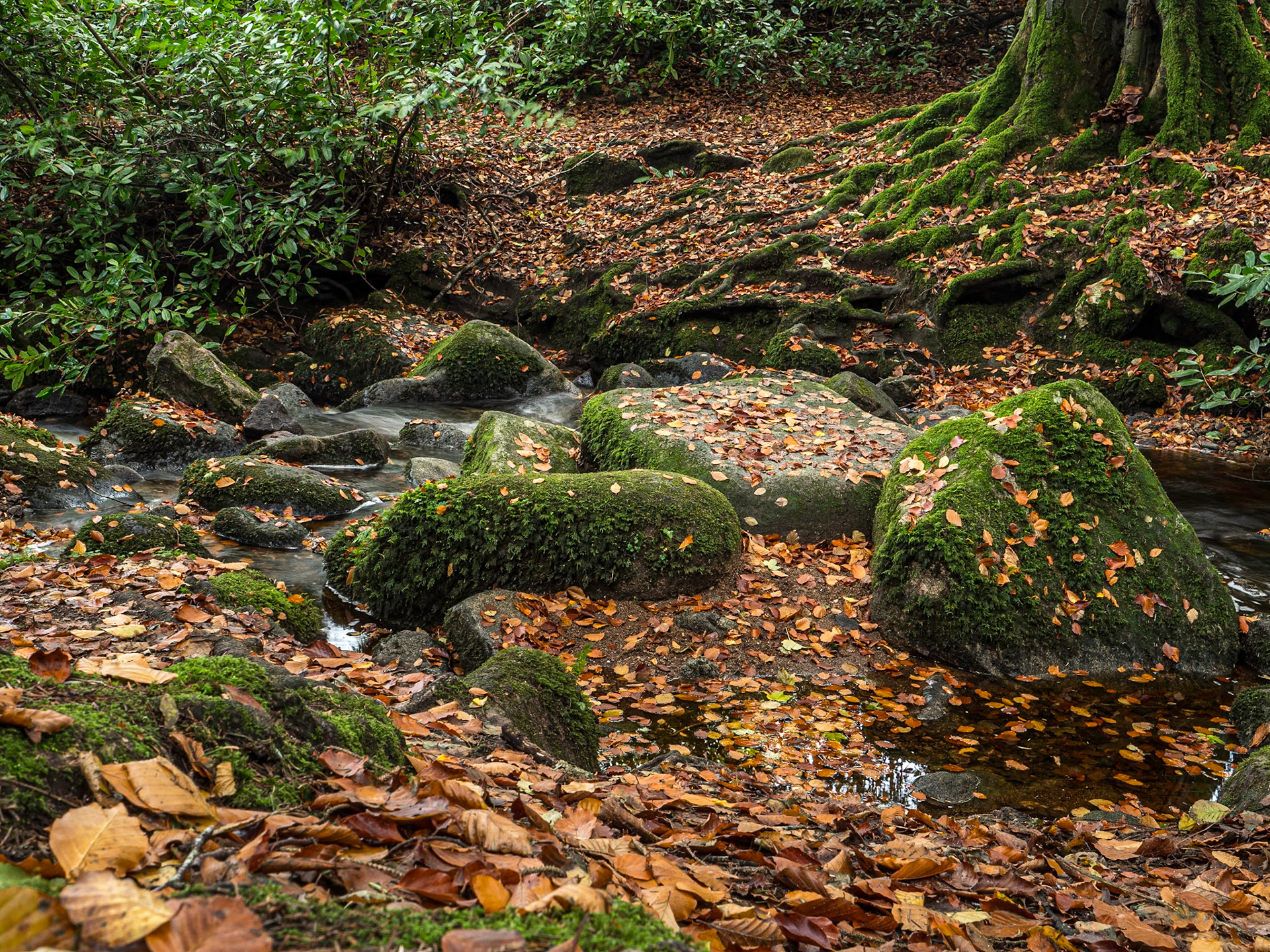 Cruagh Wood, Co Dublin, 6 Nov 2023