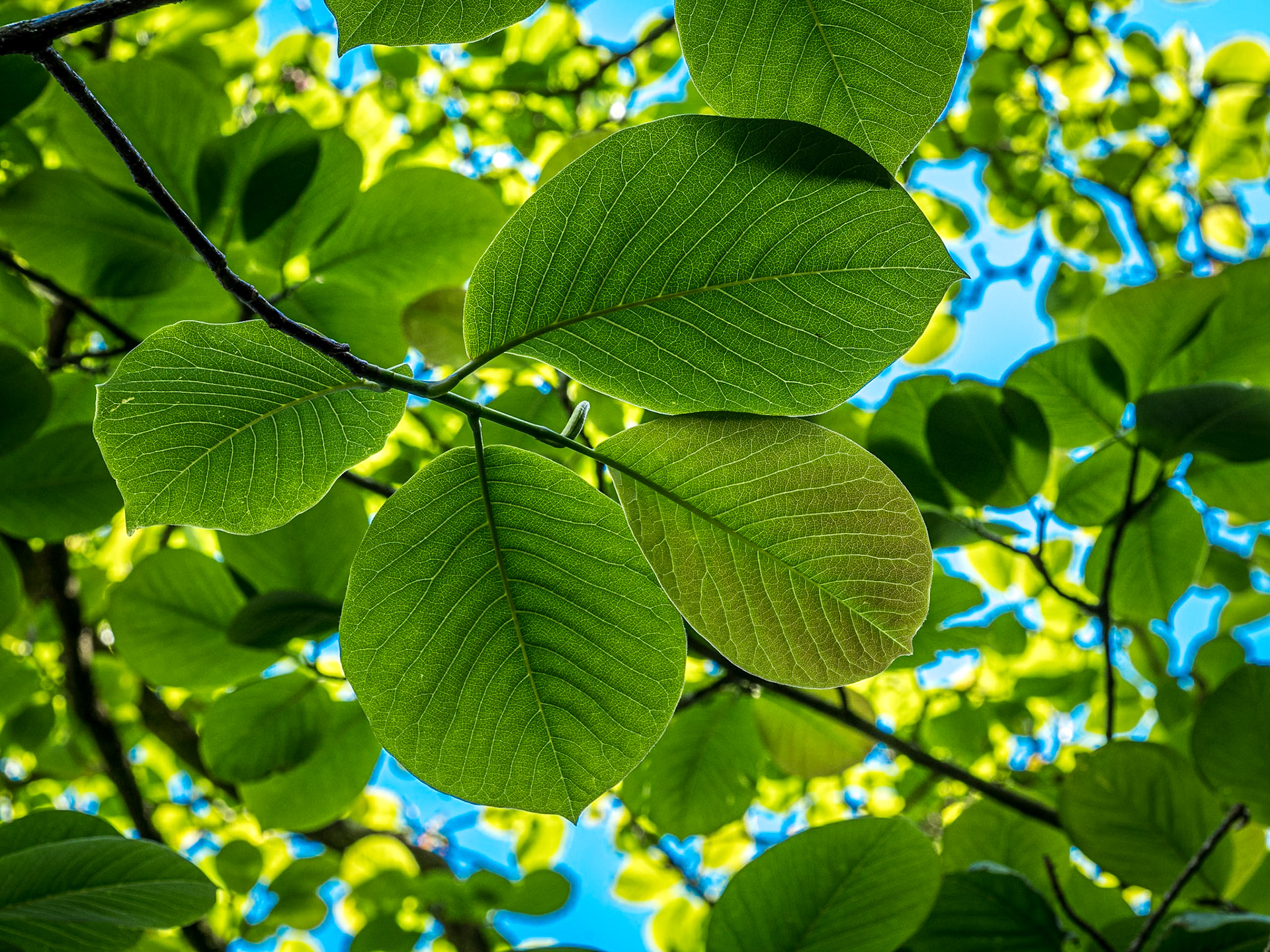 Rowallane Garden, Co Down, 17 Jun 2021
