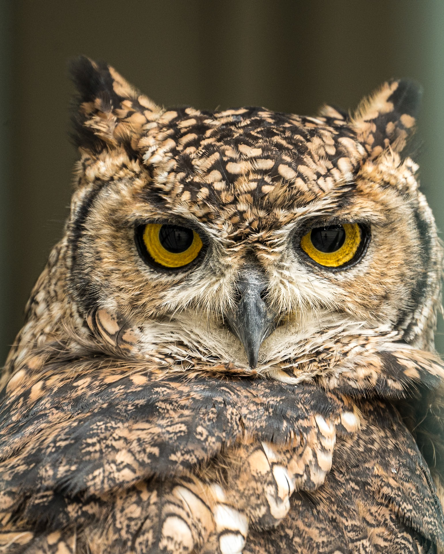 African spotted eagle-owl, Bird of Prey Centre, Russburough House, 14 Aug 2016