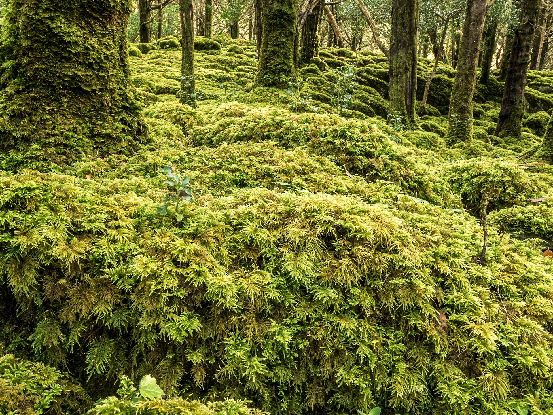 Muckross estate, Killarney,21 Nov 2016
