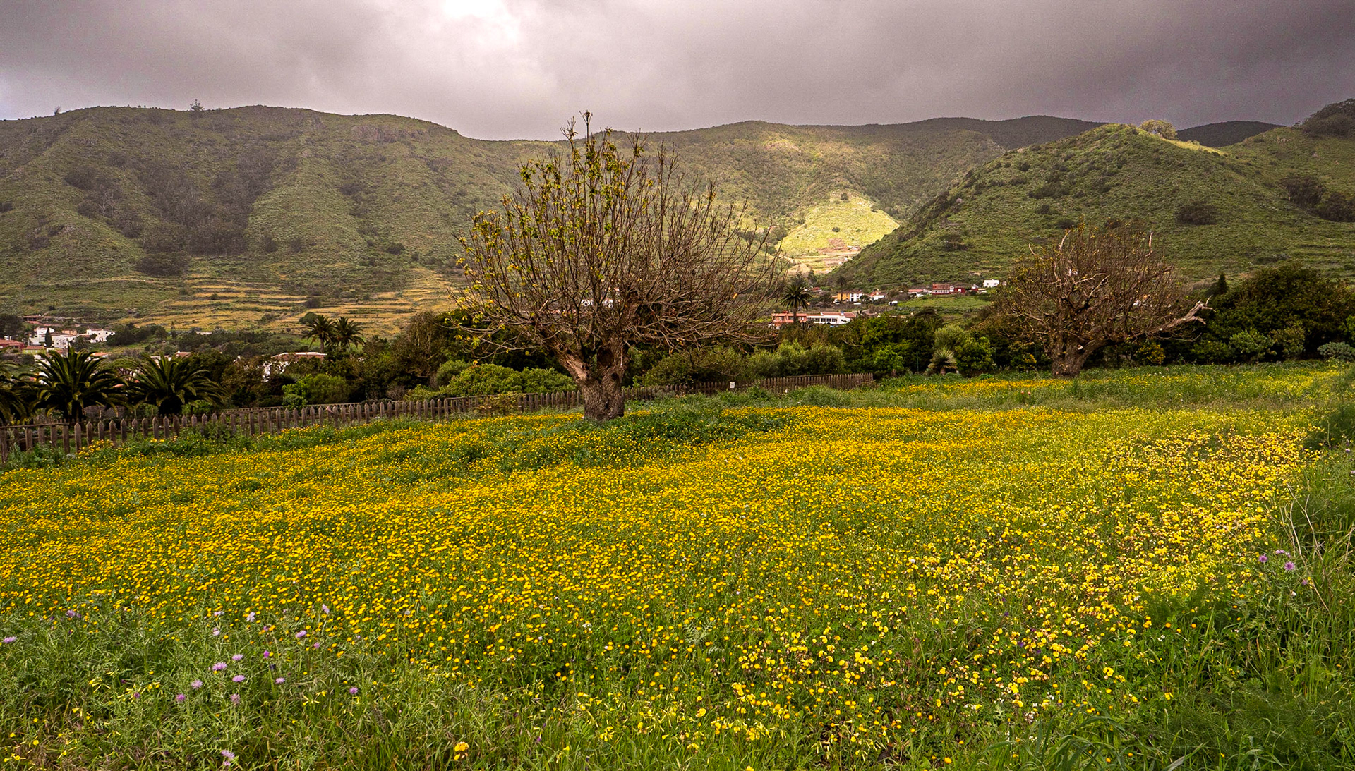 Finca Los Zamoranos, Tegueste, Tenerife, 21 Feb 2023