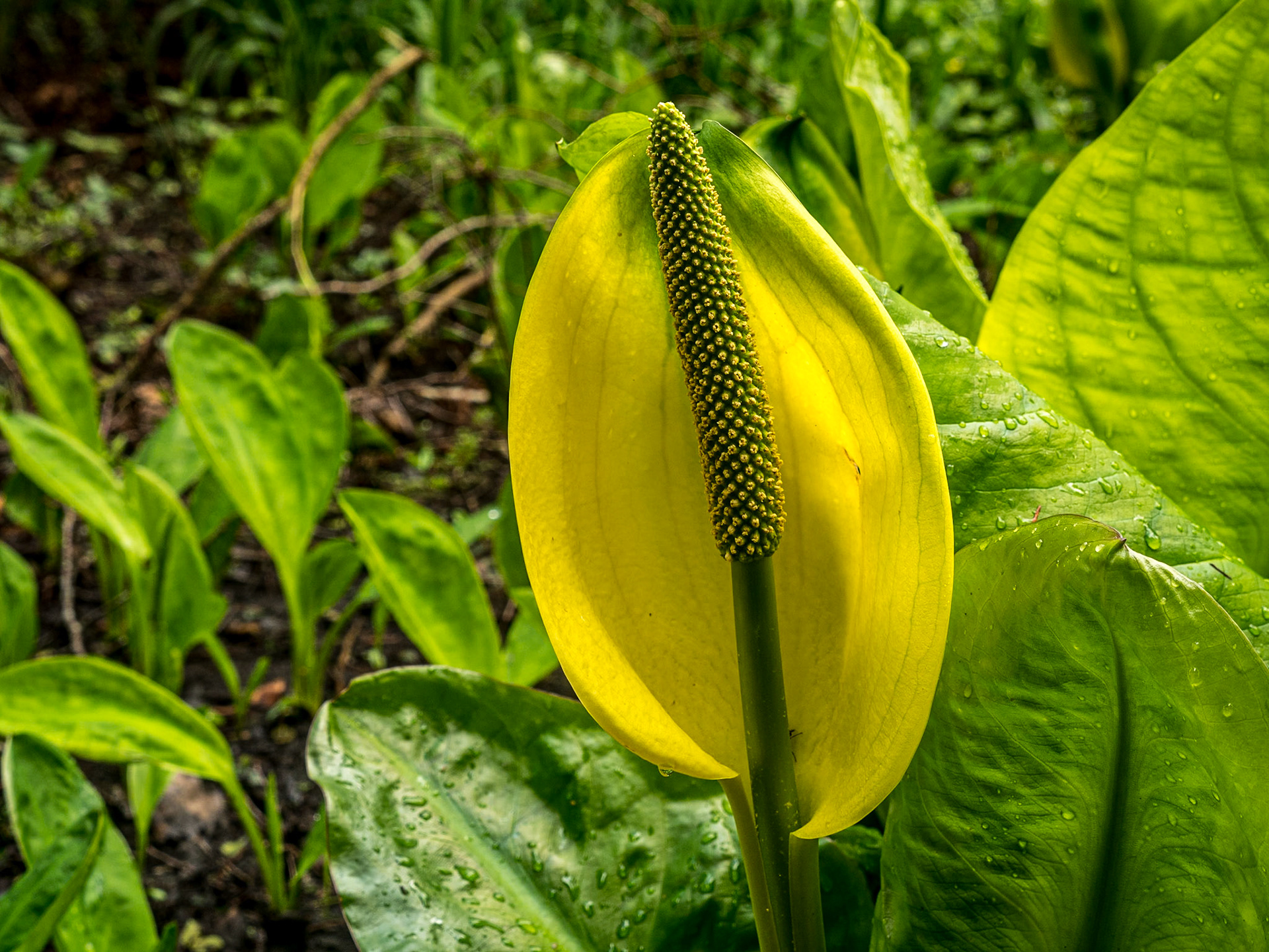 Kilmokea Gardens, Co Wexford, 6 Apr 2022