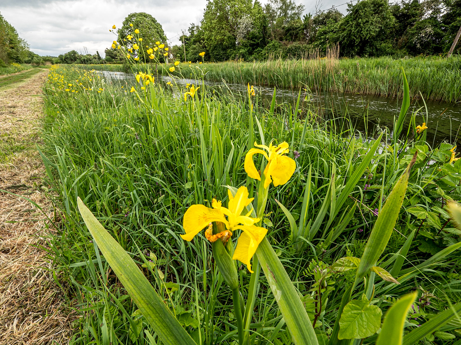 Along the Grand Canal near Sallins, Co Kildare, 22 May 2024