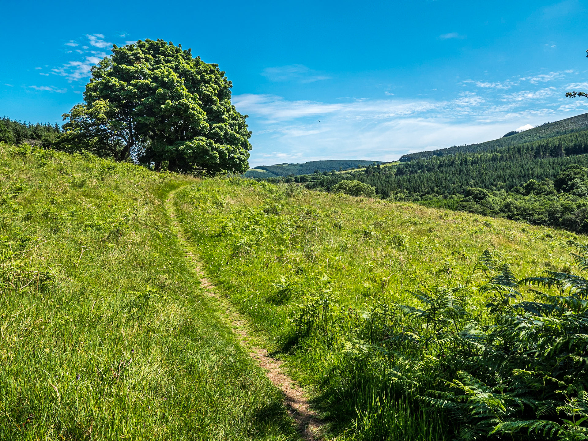 Knockree, 15 Jun 2020